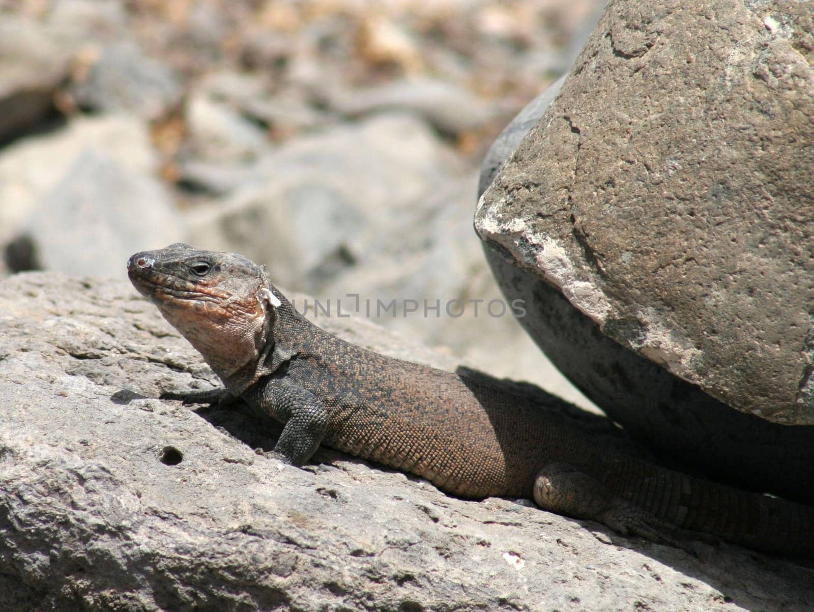 recorded in Gran Canaria