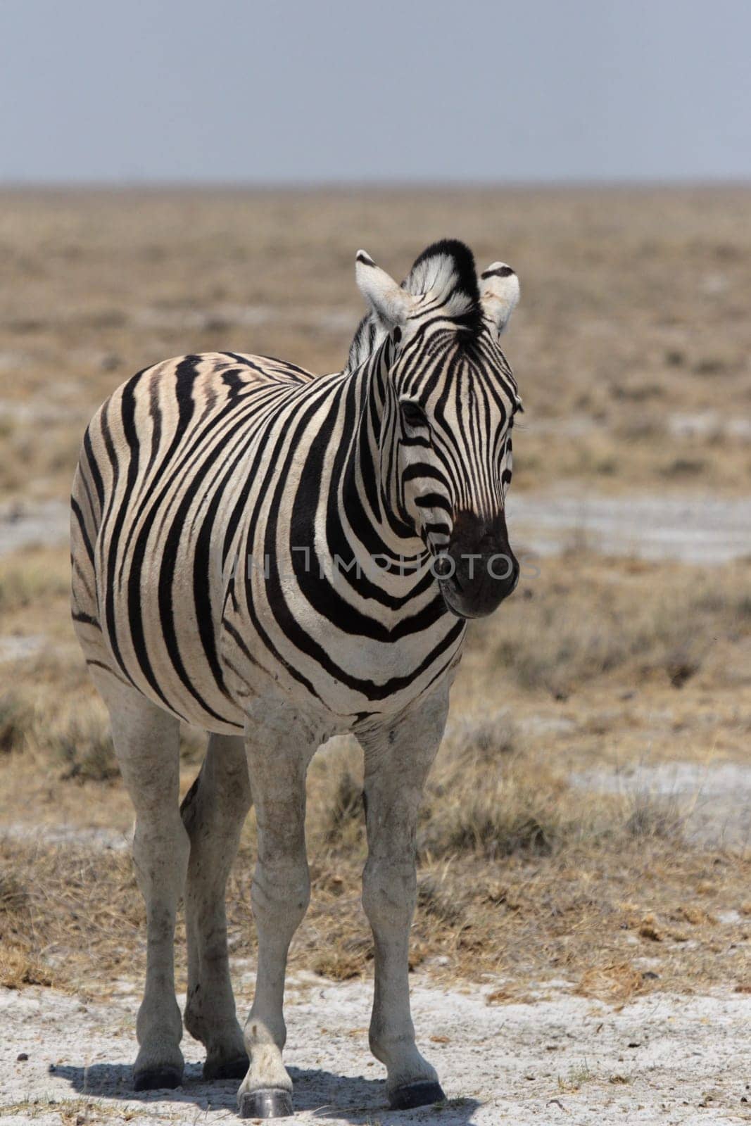 Steppe zebra in Etosha National Park,Namibia