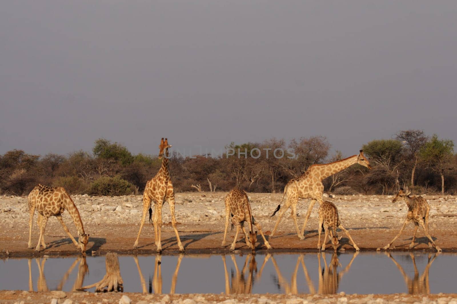 Giraffes at the waterhole in Etosha National Park,Namibia