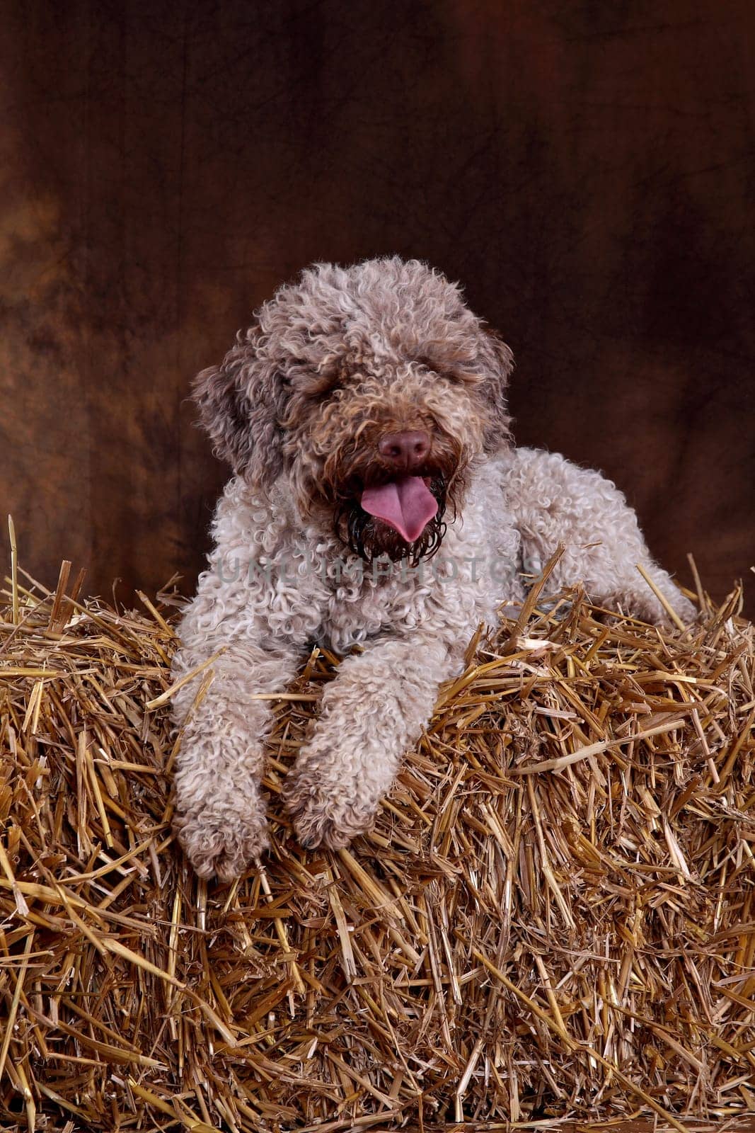 lagotto Romagnolo