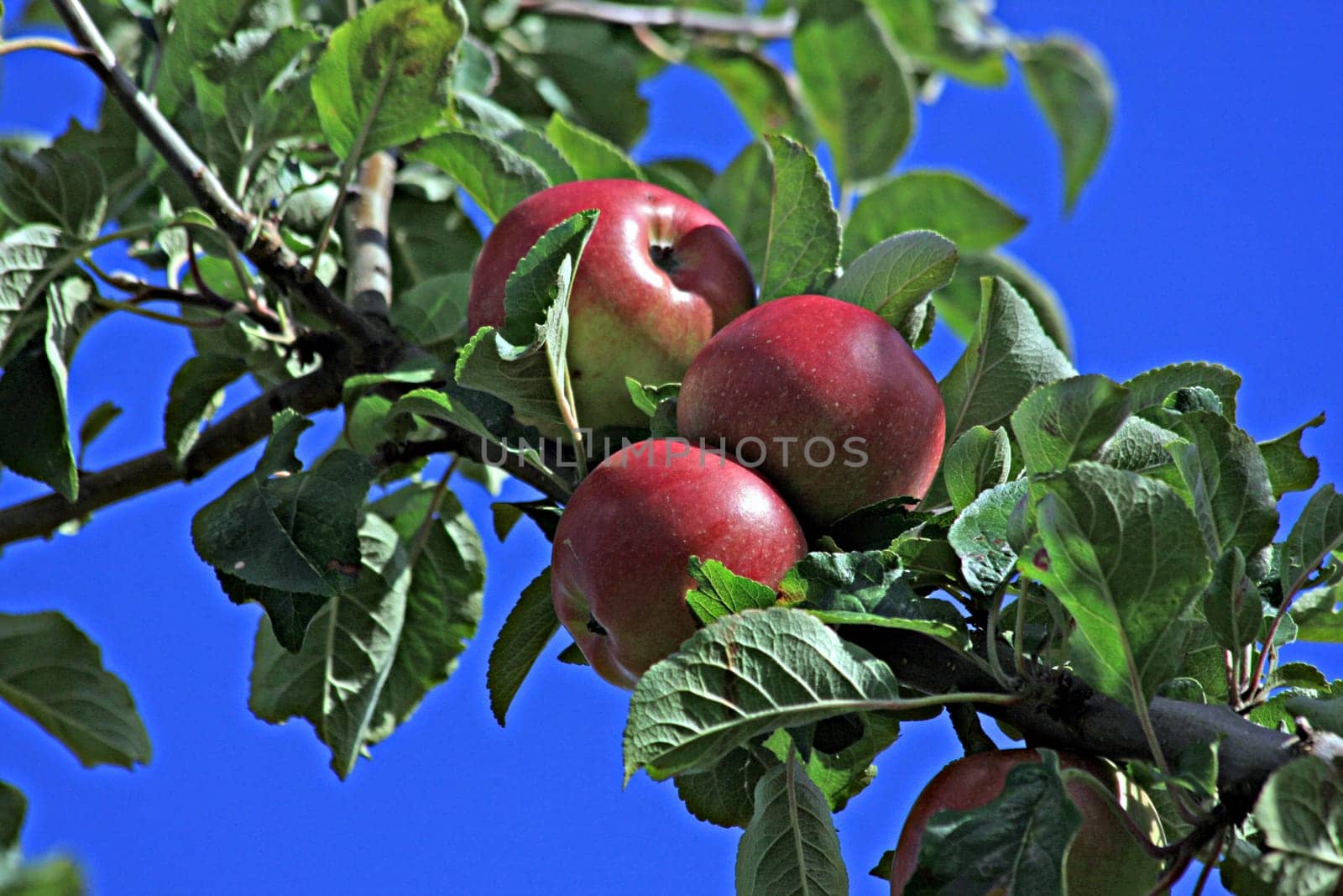 Ripe for harvest
