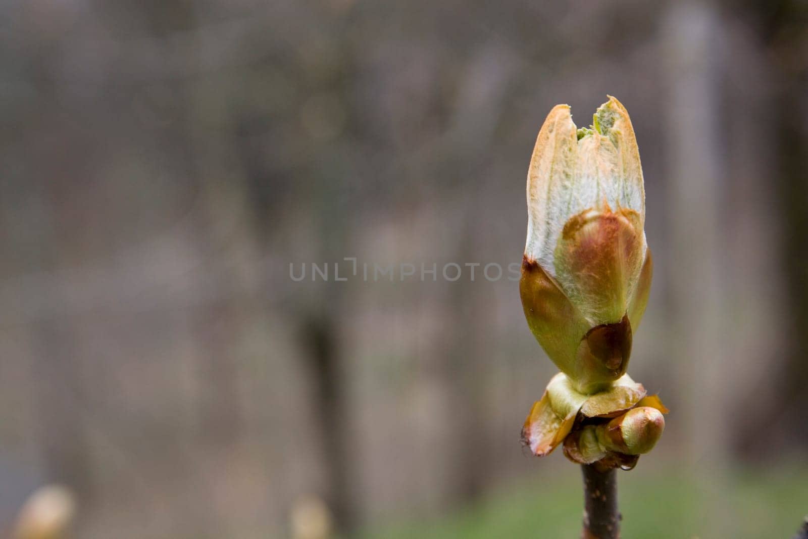 Bud of a chestnut