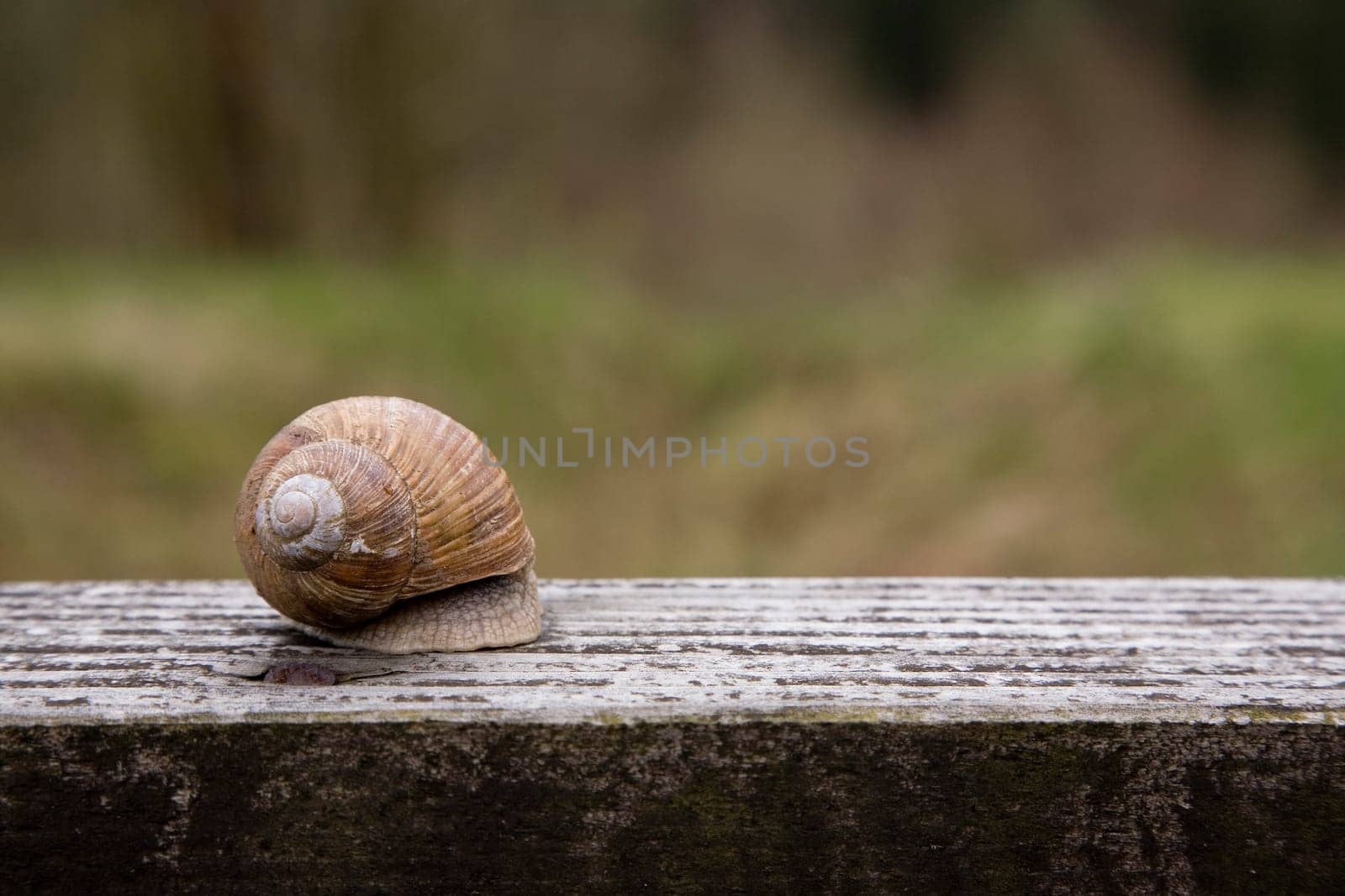 Snail hides in the house