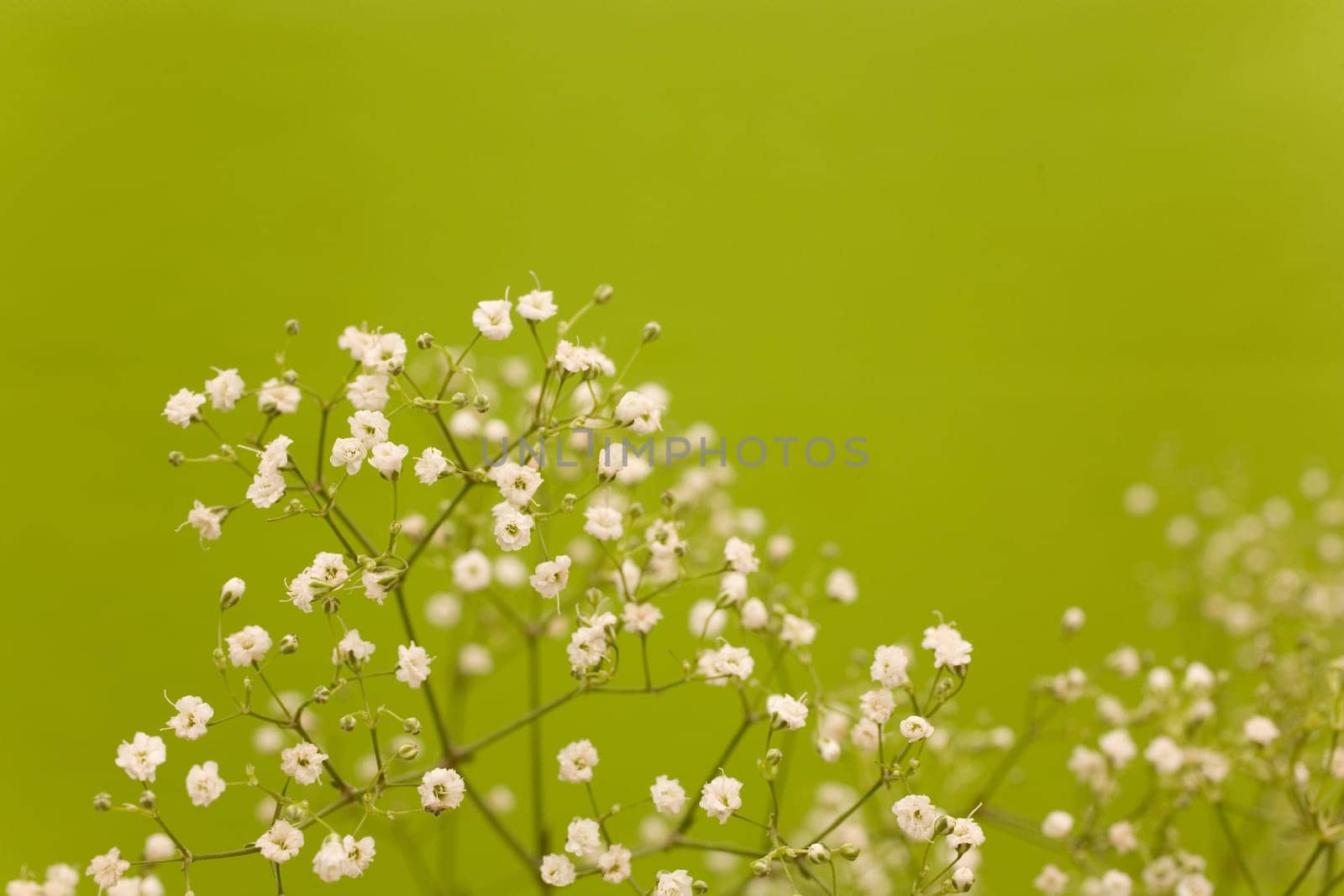 Baby's breath - used by florists,e.g. when tying bouquets.