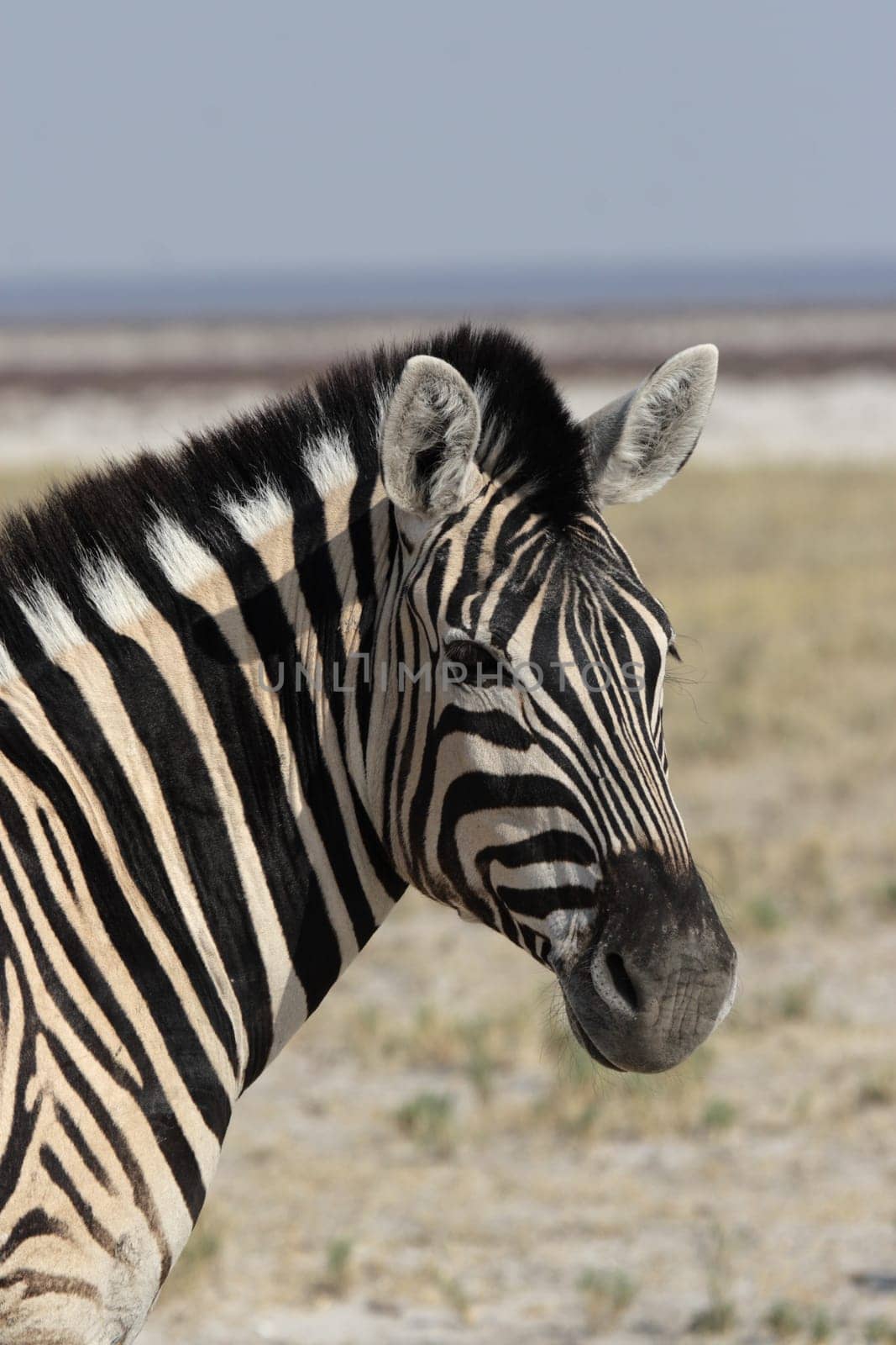 Portrait of a plains zebra (Equus quagga) in Etosha National Park,Namibia