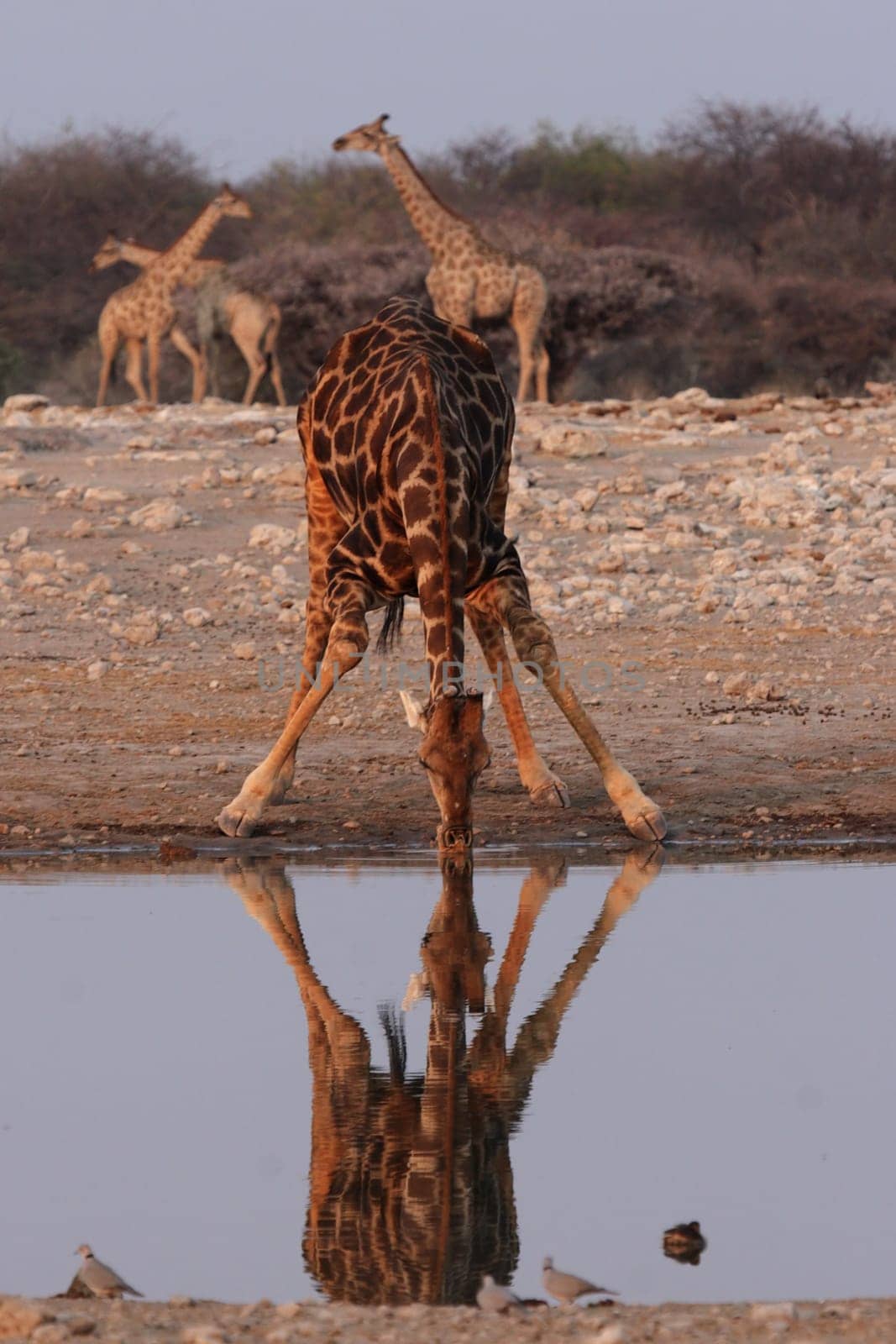 Drinking giraffe in Etosha National Park,Namibia