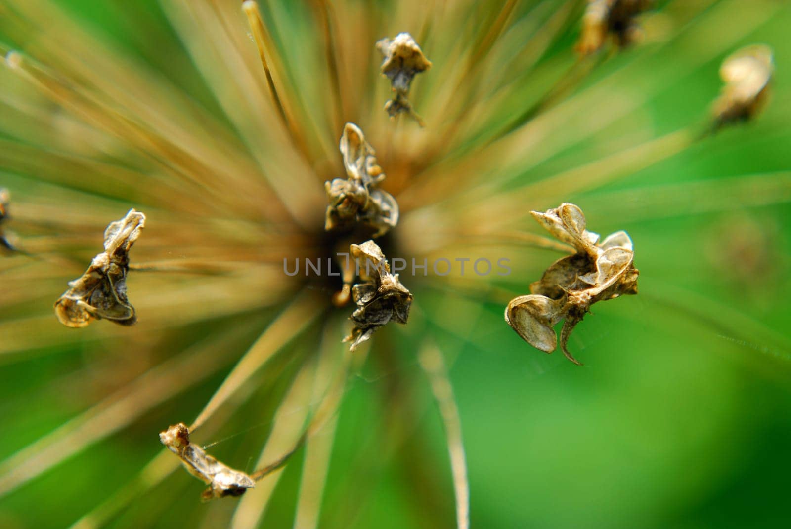 Withered Allium