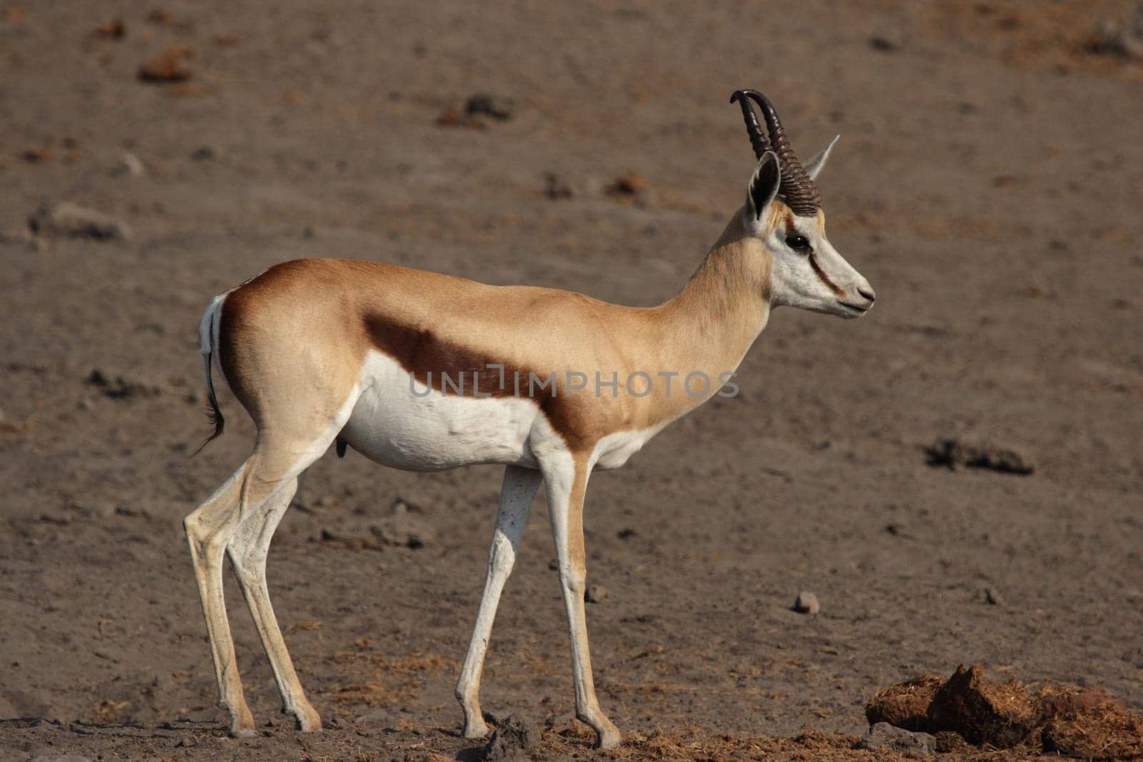 Springbok (Antidorcas marsupialis)
