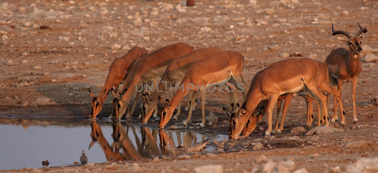 Drinking impala in Etosha National Park