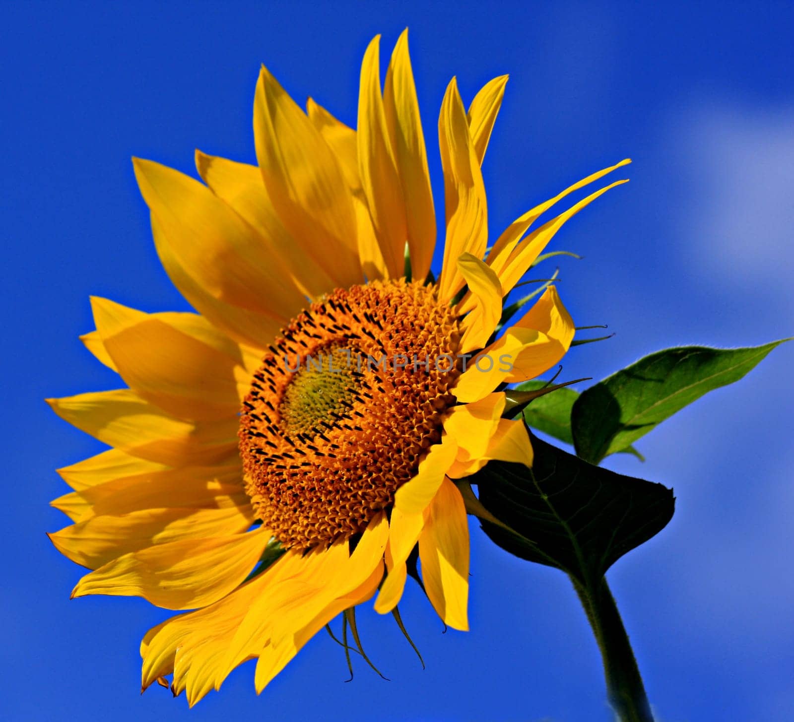The Sun Shines II