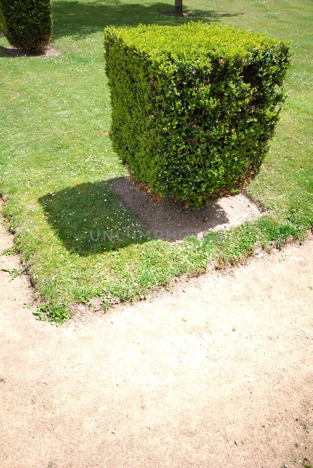 Hedge
