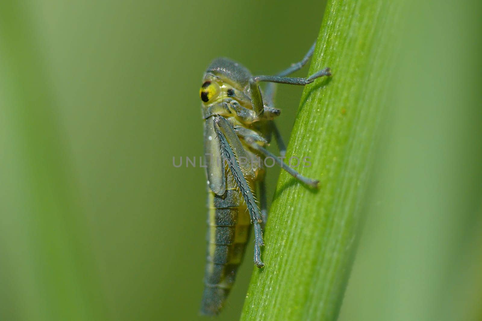 Small series about the life and death of a cicada,part 2: Nymph stage of a rush cicada