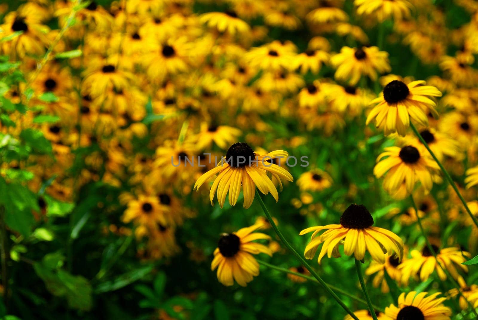 coneflower