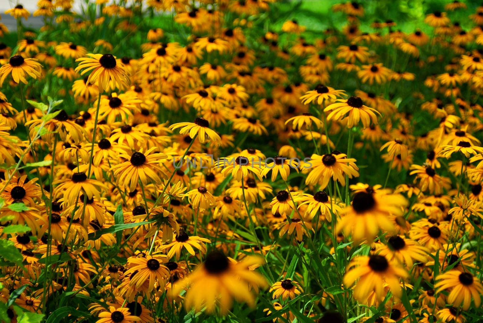 coneflower