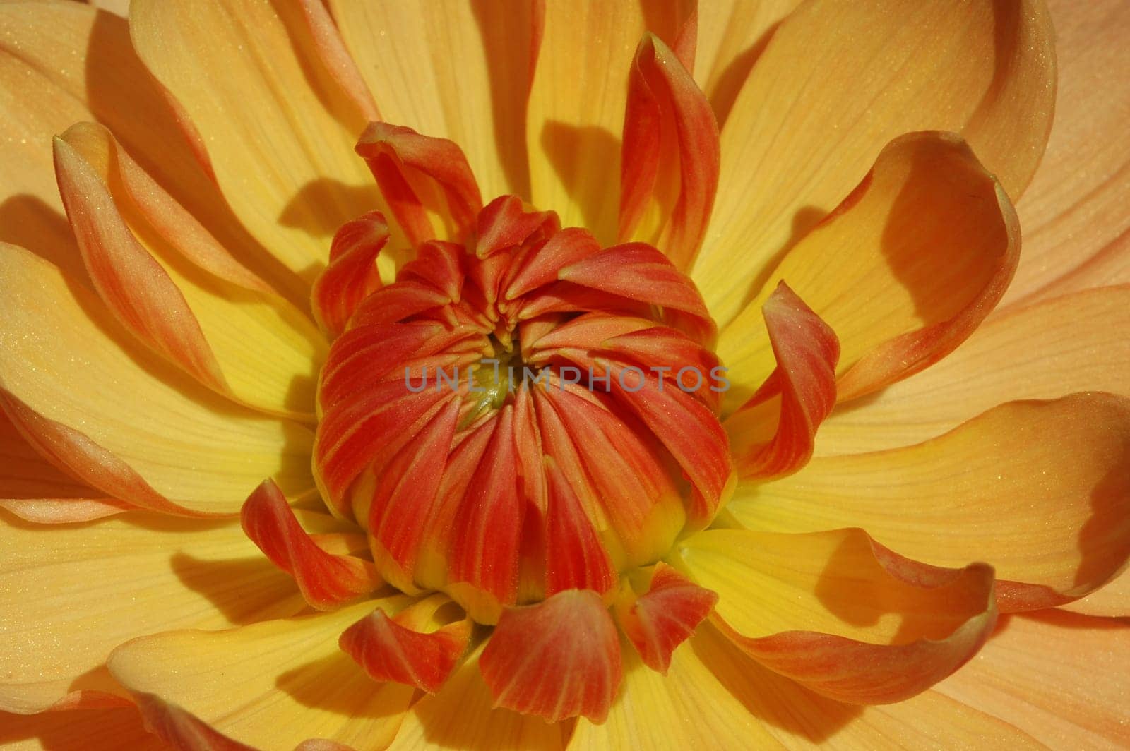 Dahlia Macro