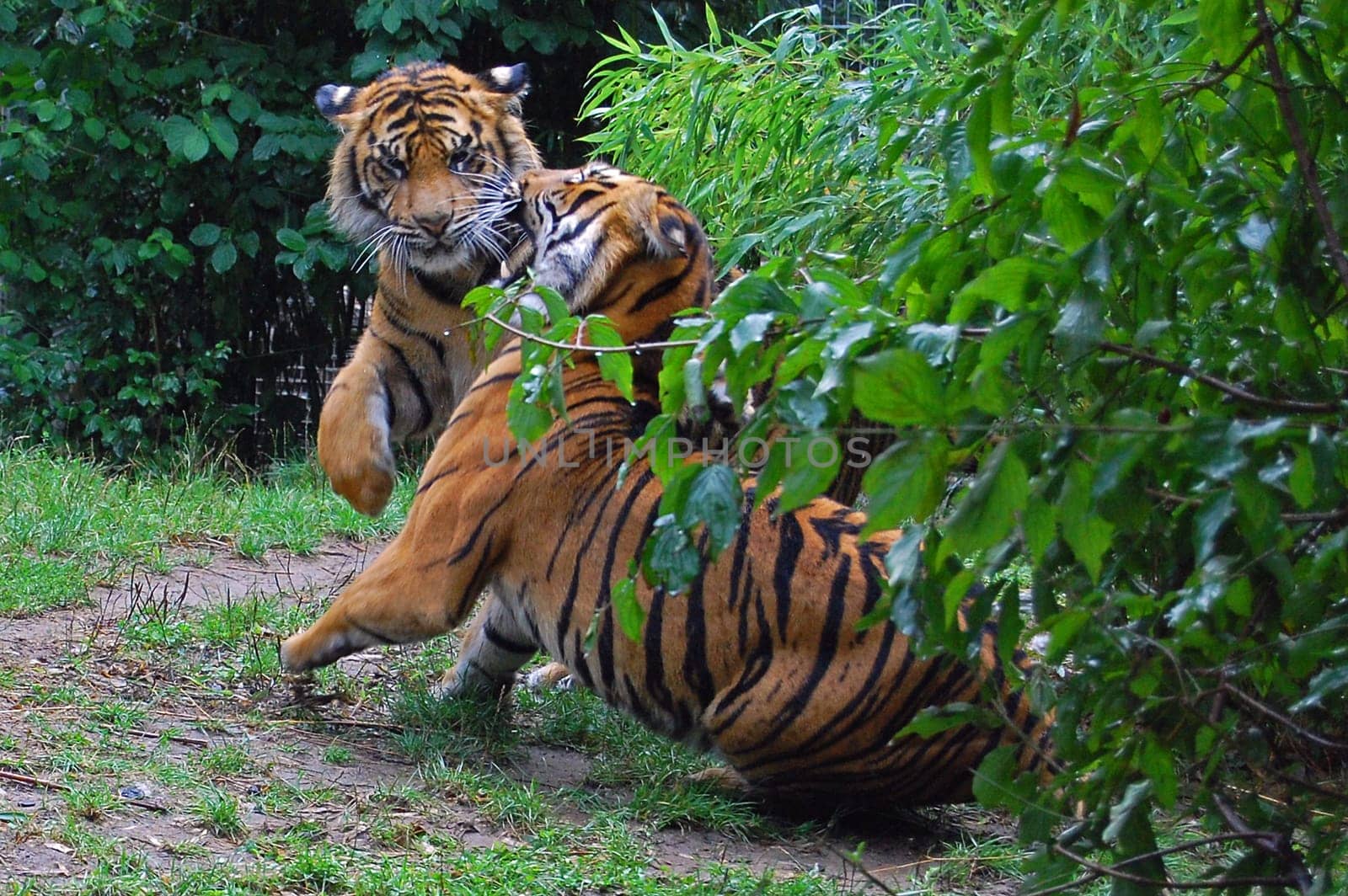 Tiger Fight 1