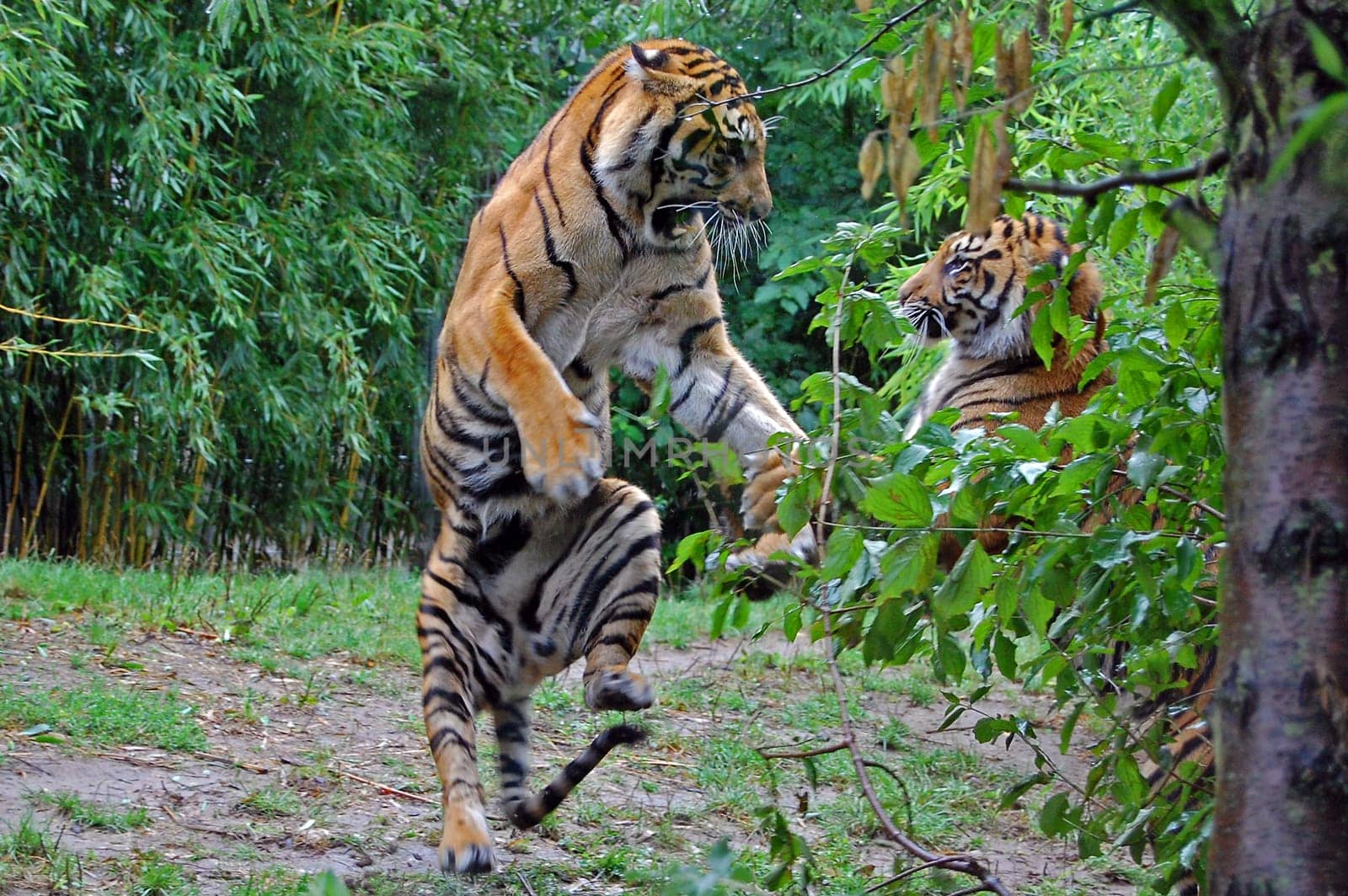 Tiger Fight