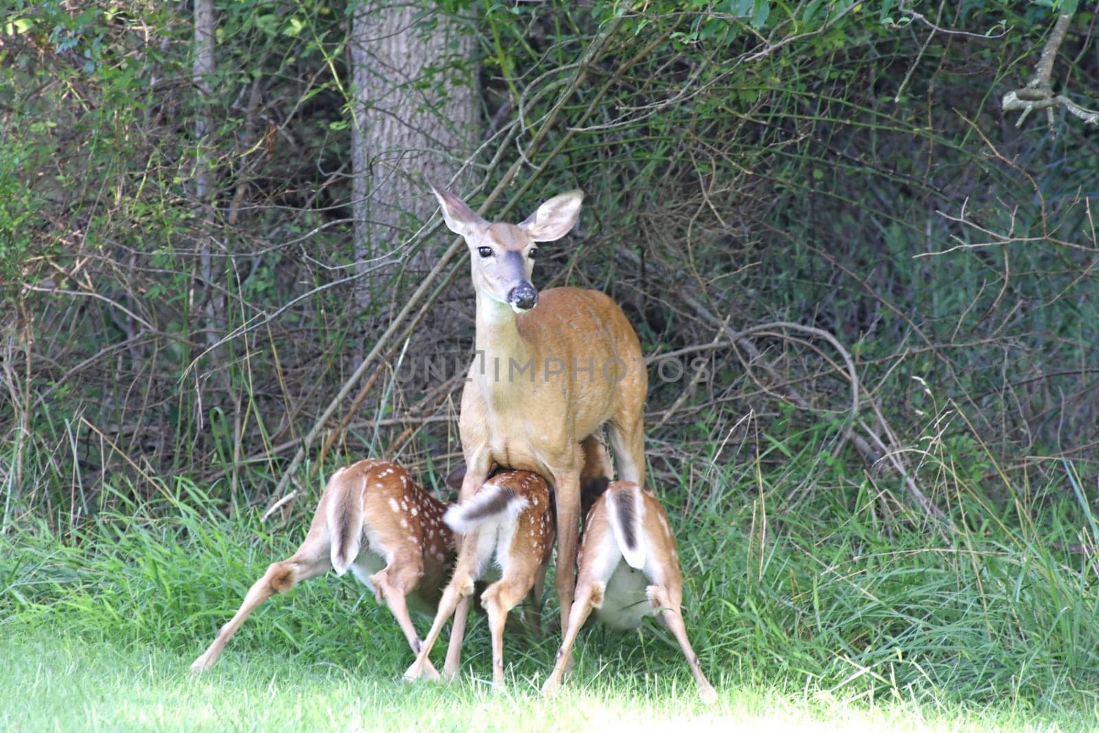 White-tailed Deer With Babies