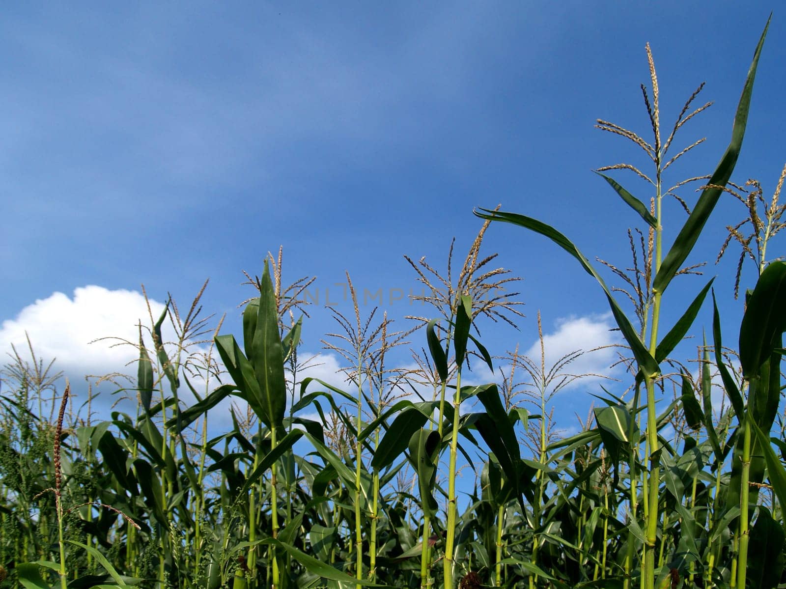 Cornfield