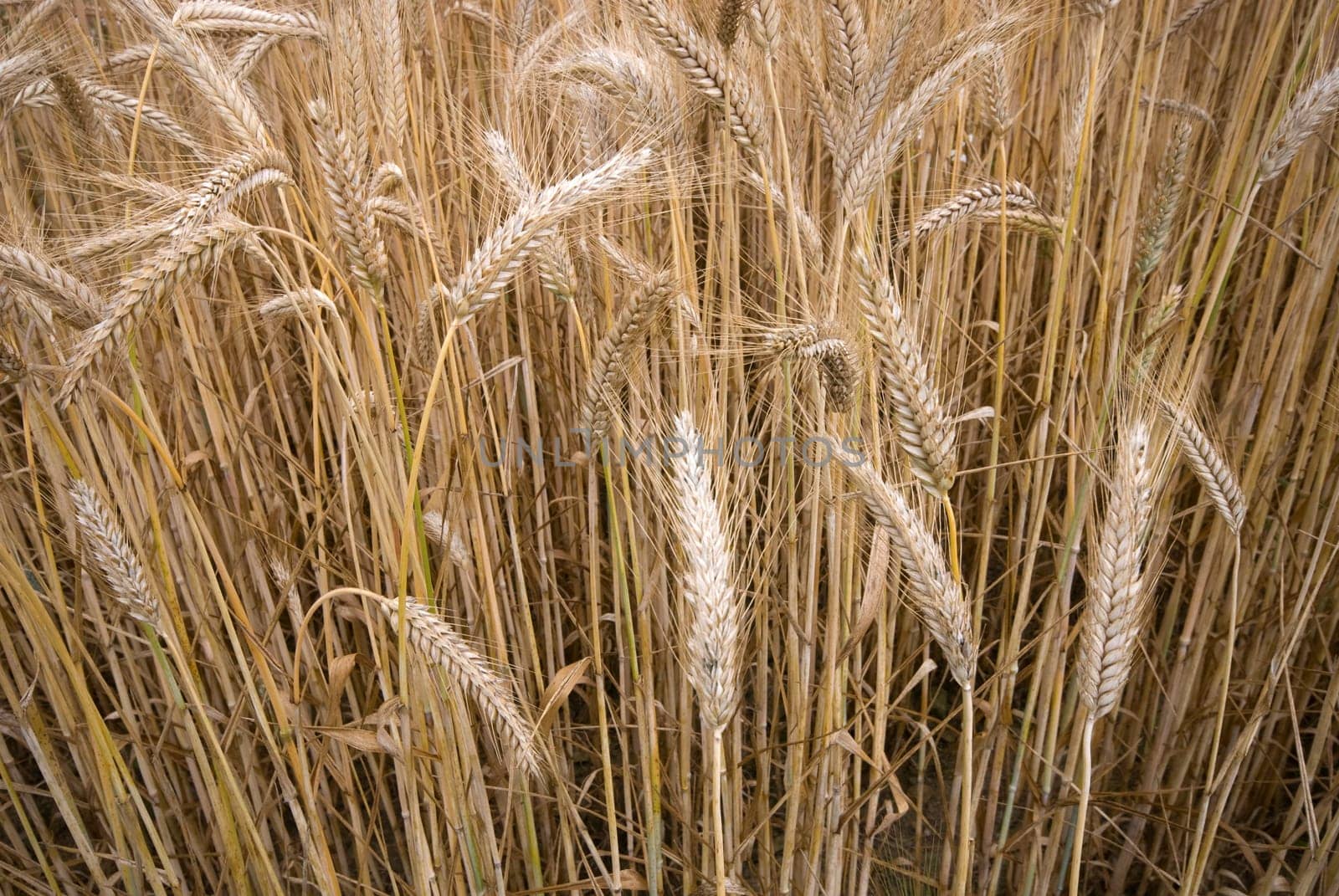 Barley Field