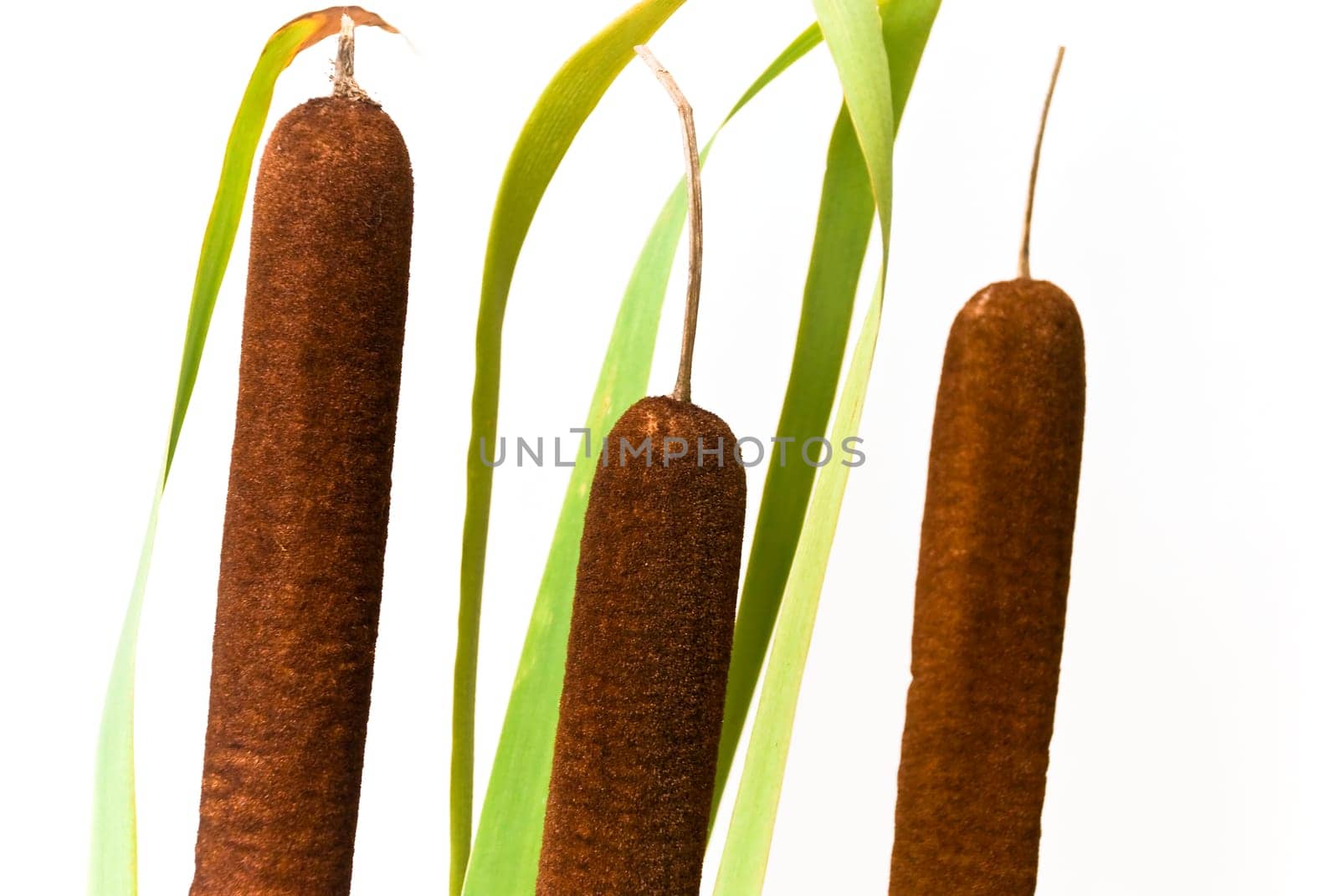 Reed plant with the brown cob