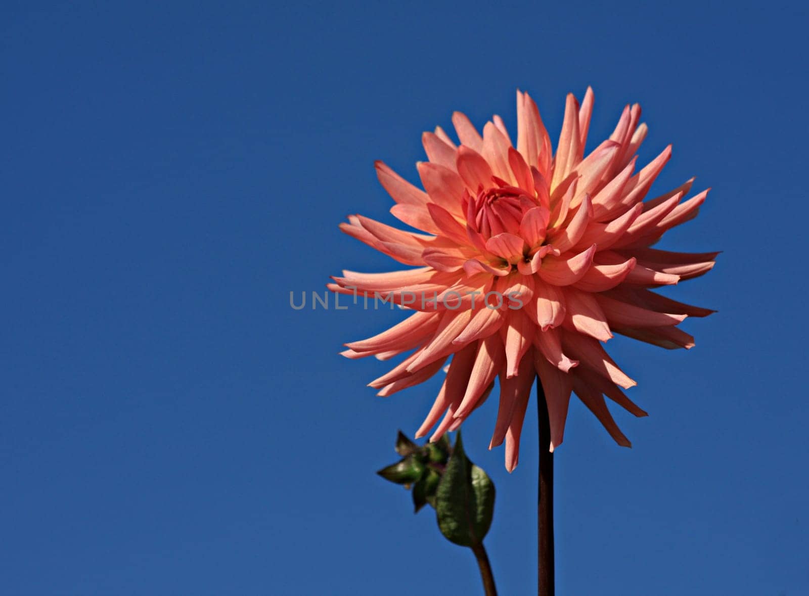 towards the sky