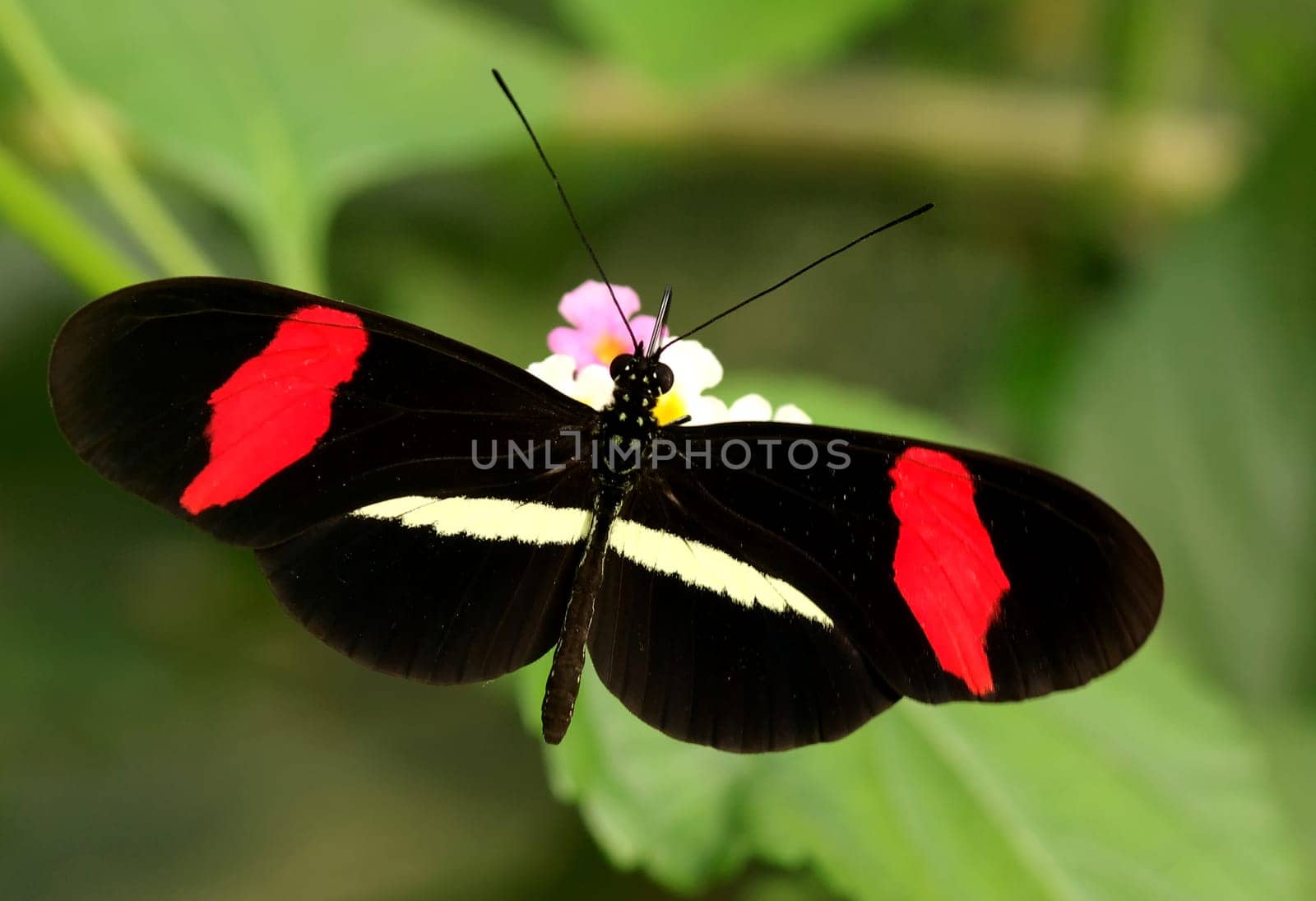 Heliconius erato