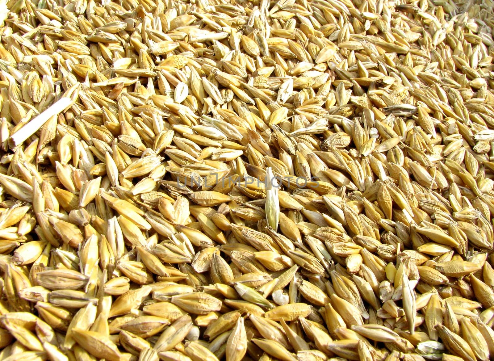 Barley
