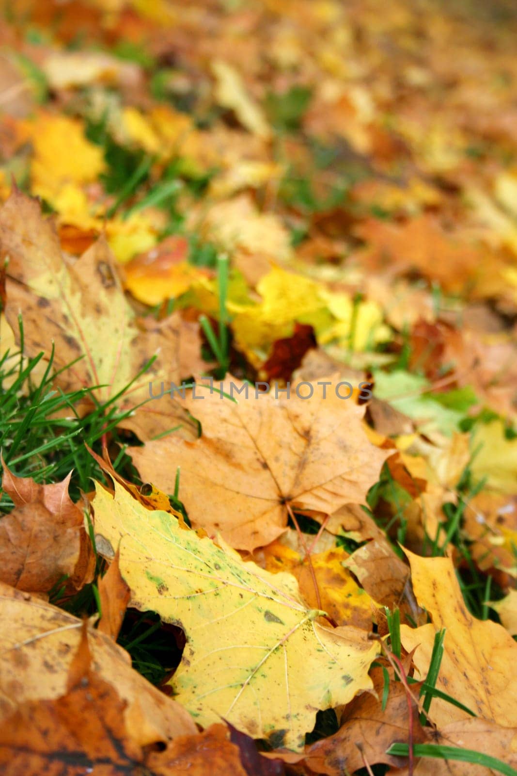Autumn Colors