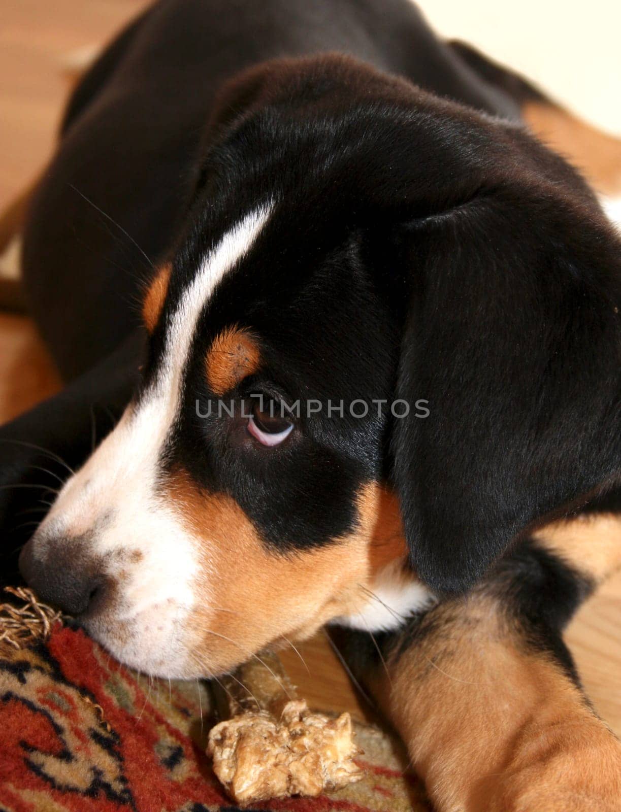 Swiss Mountain Dog Puppy
