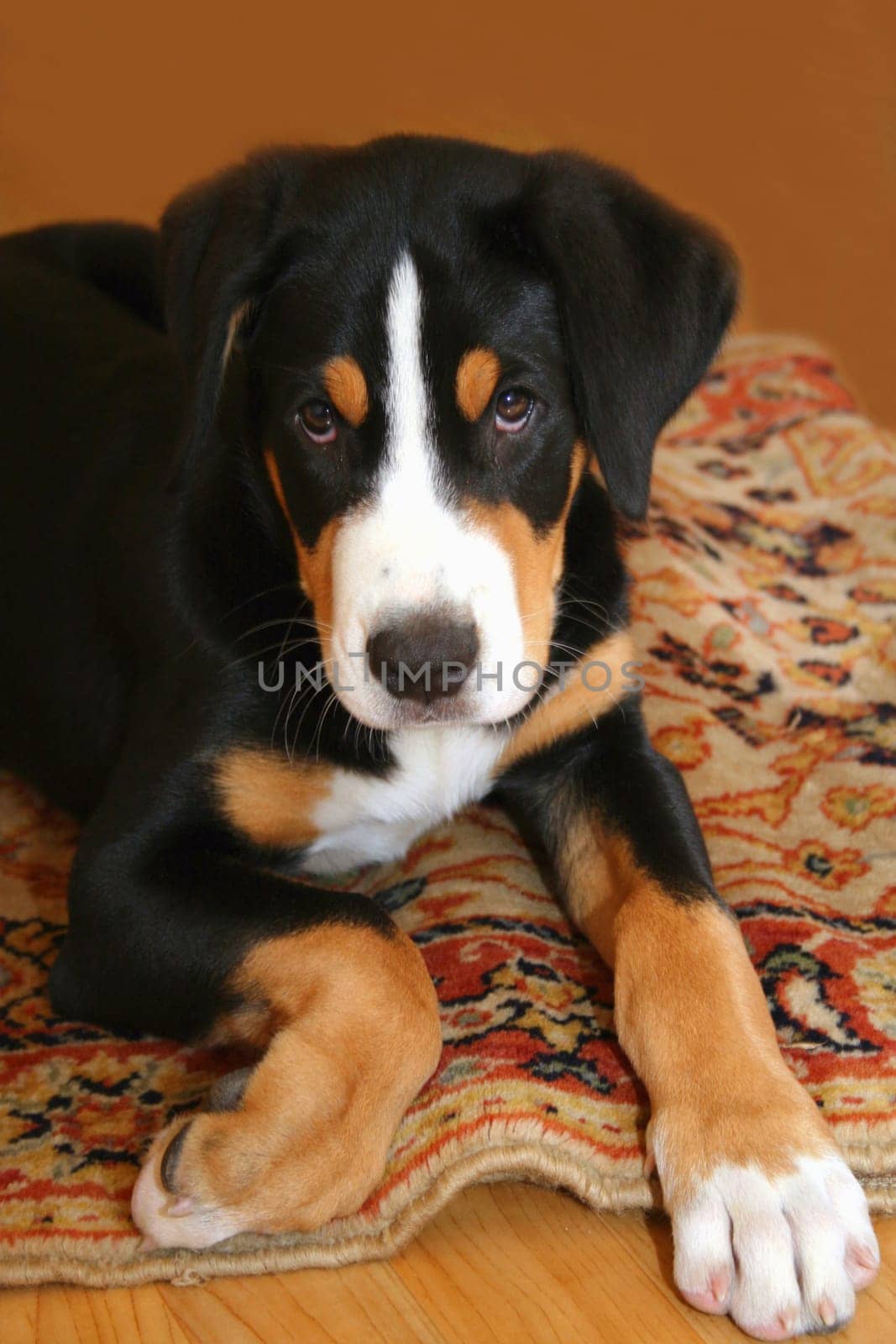 Swiss Mountain Dog Puppy