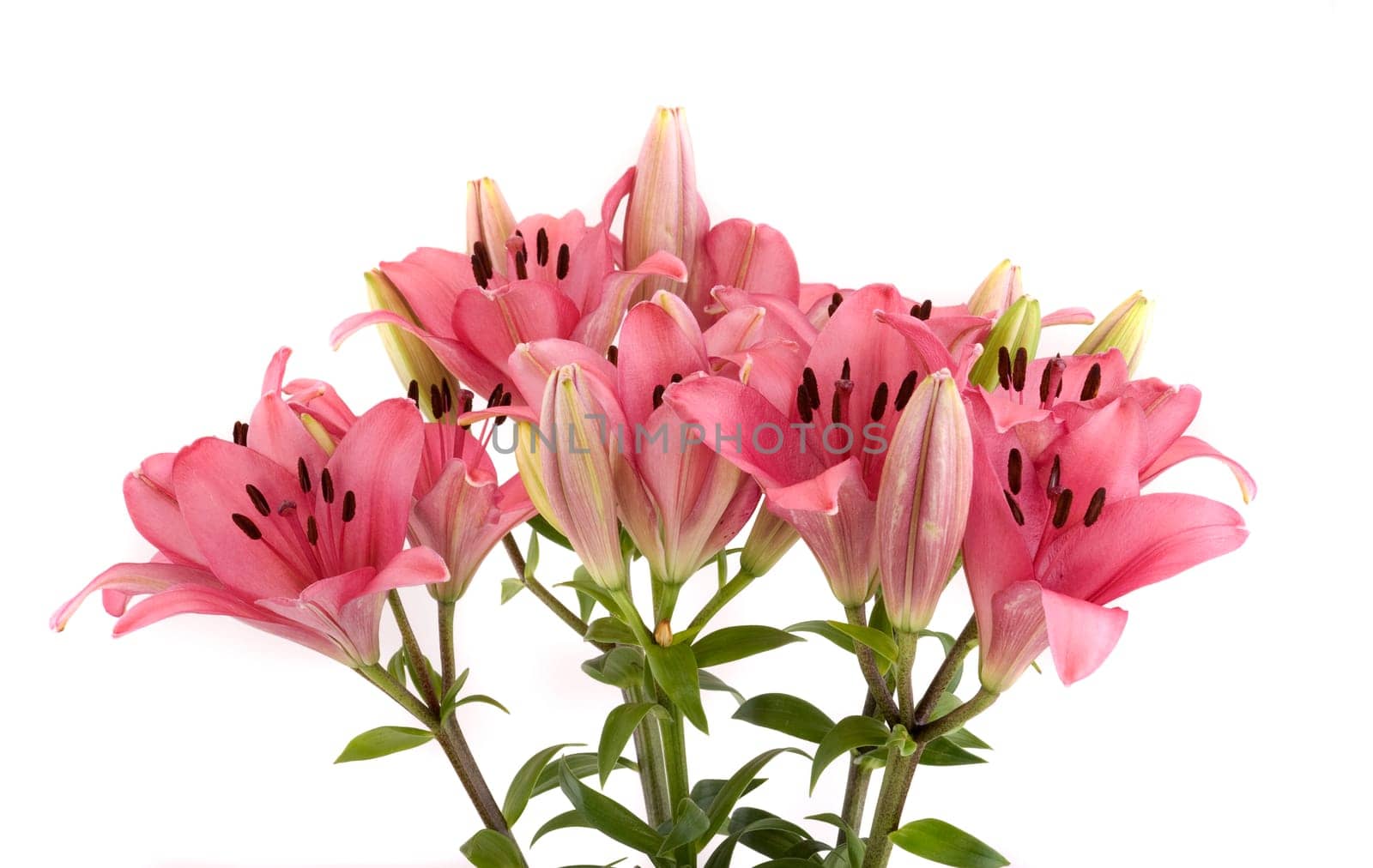 Bouquet of lilies