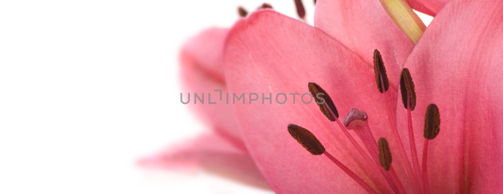Pink Lily