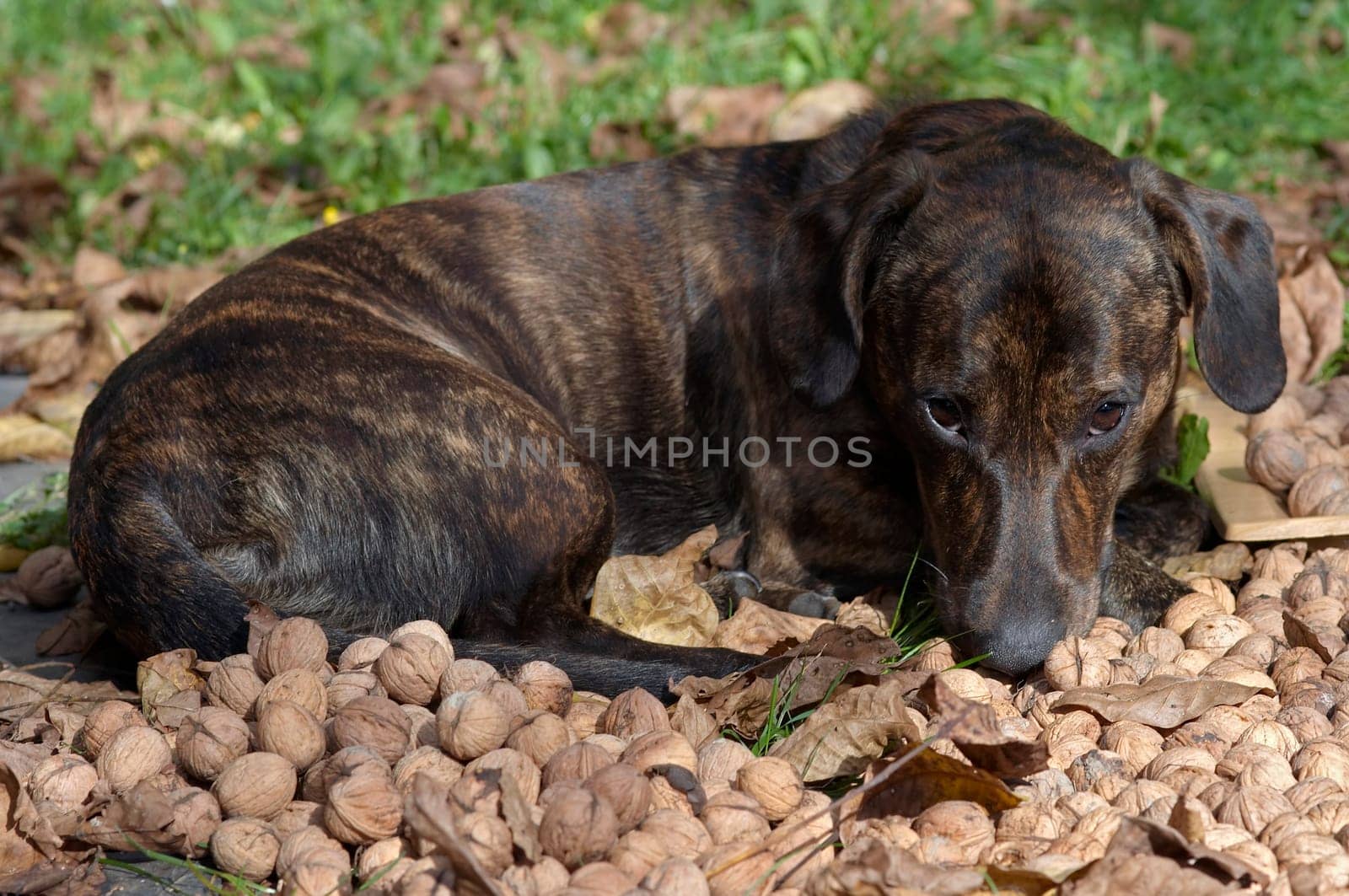 guardian of the nuts