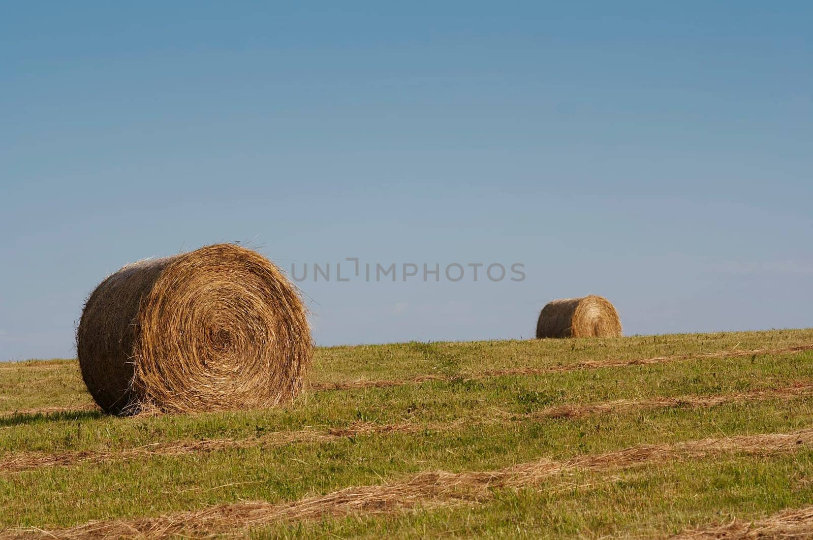 haymaking time