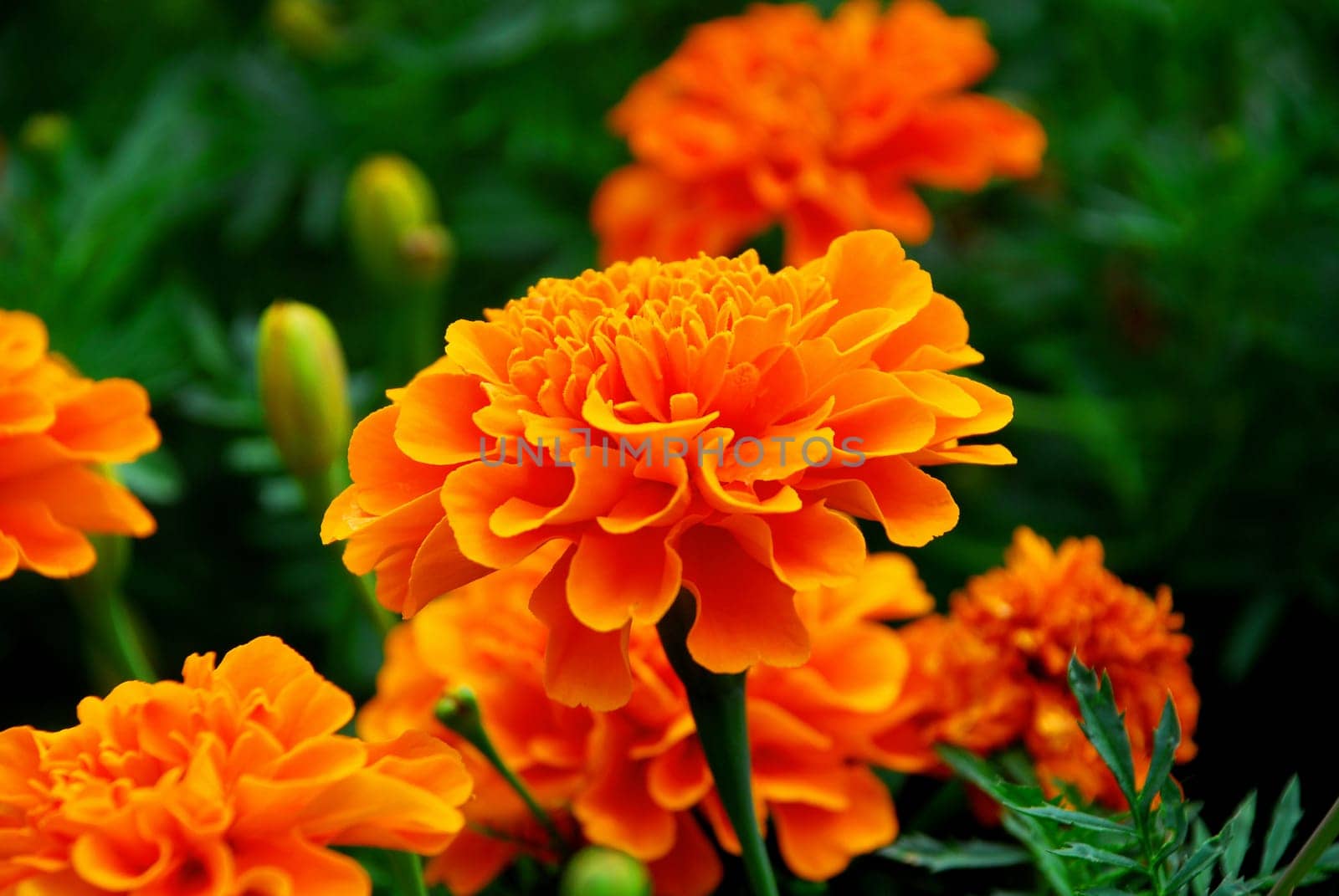 Tagetes