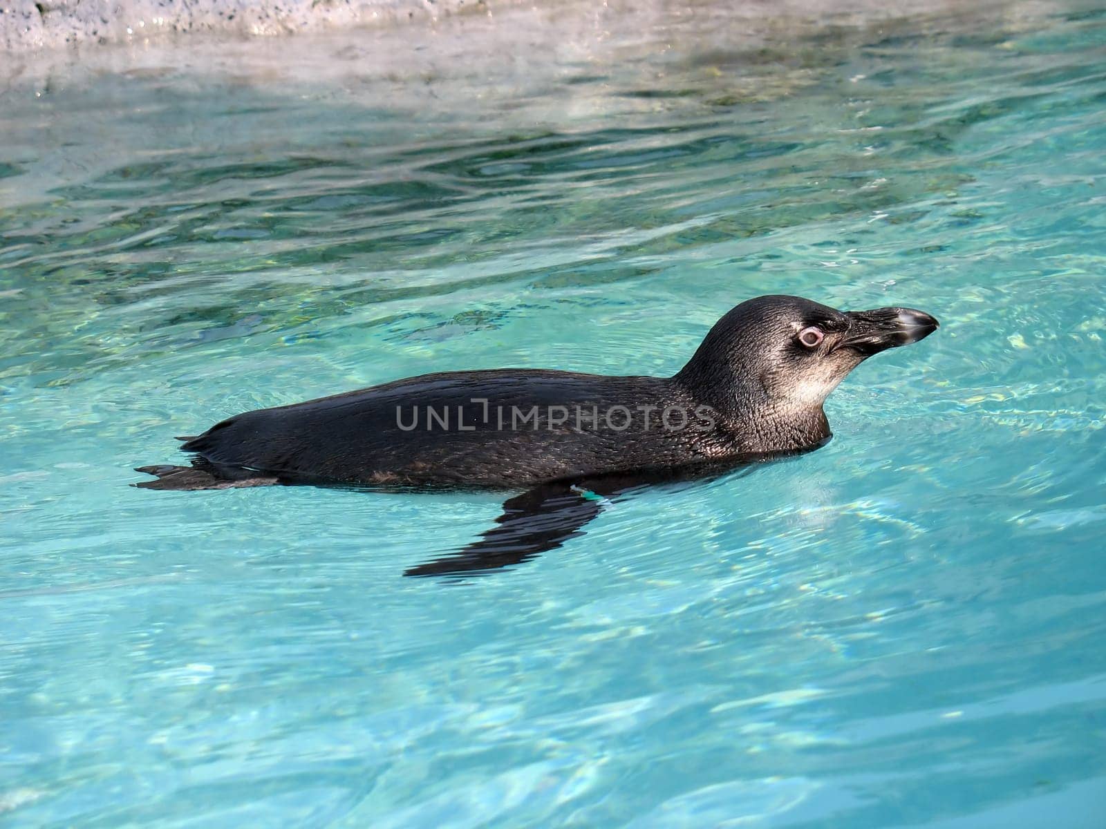 Penguin Swimming