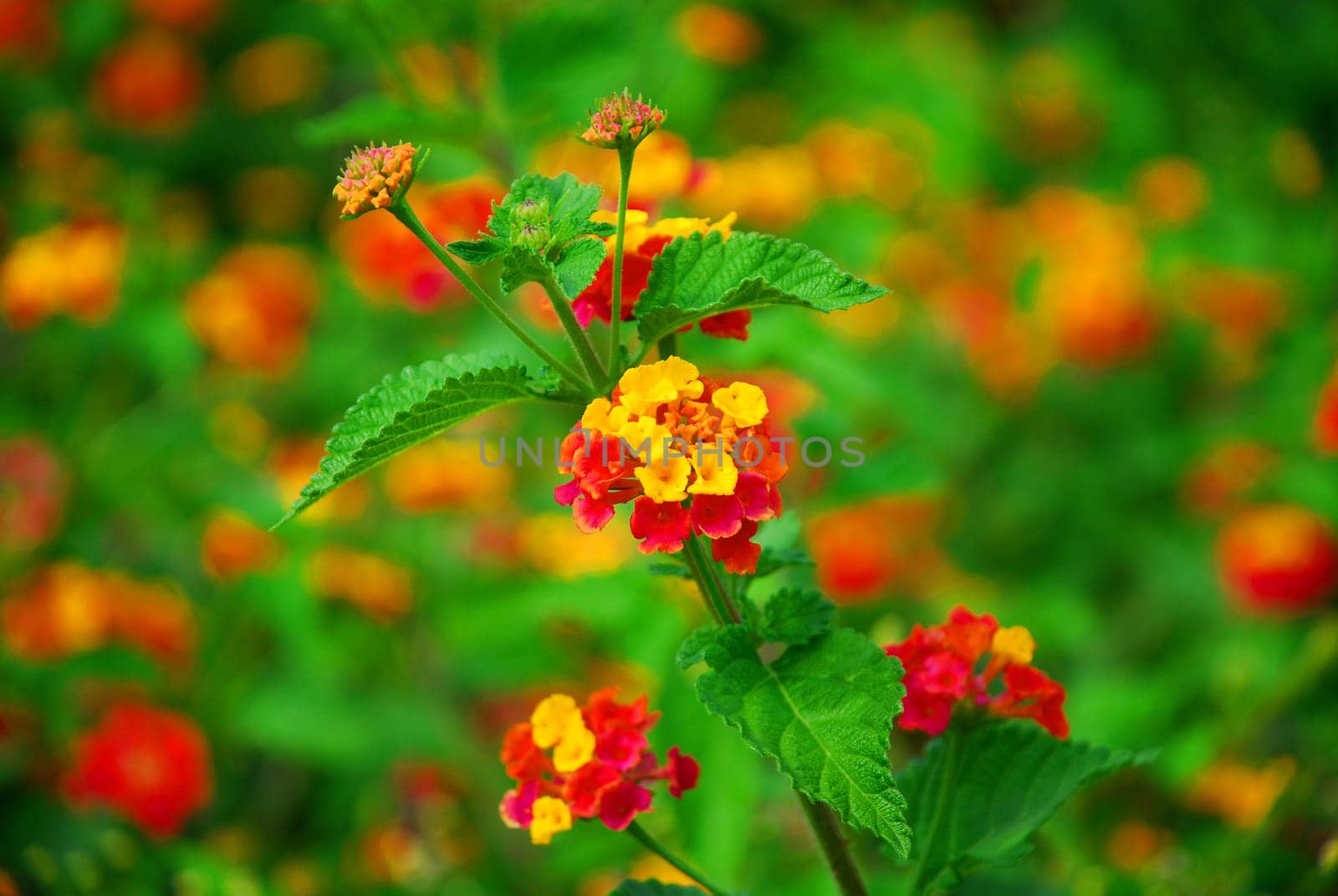 lantana