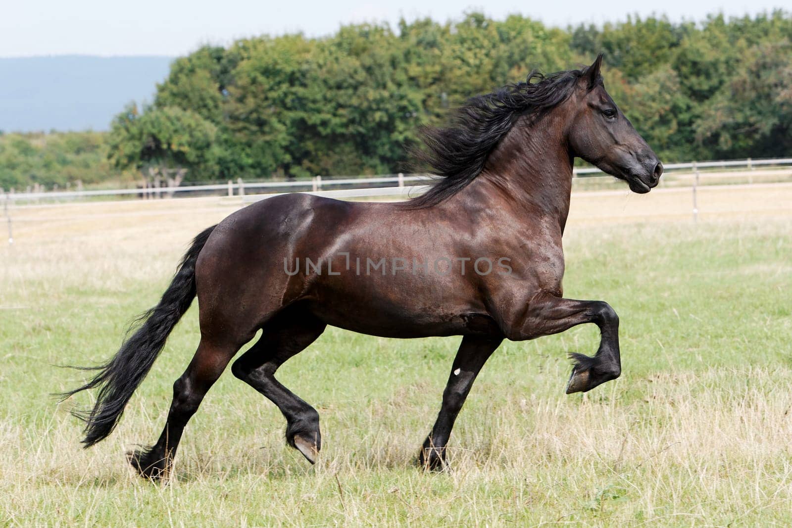 Frisian
