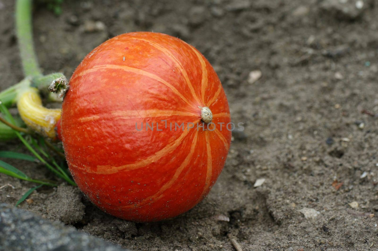 Cucurbita,Ornamental Pumpkin,Cucurbita pepo