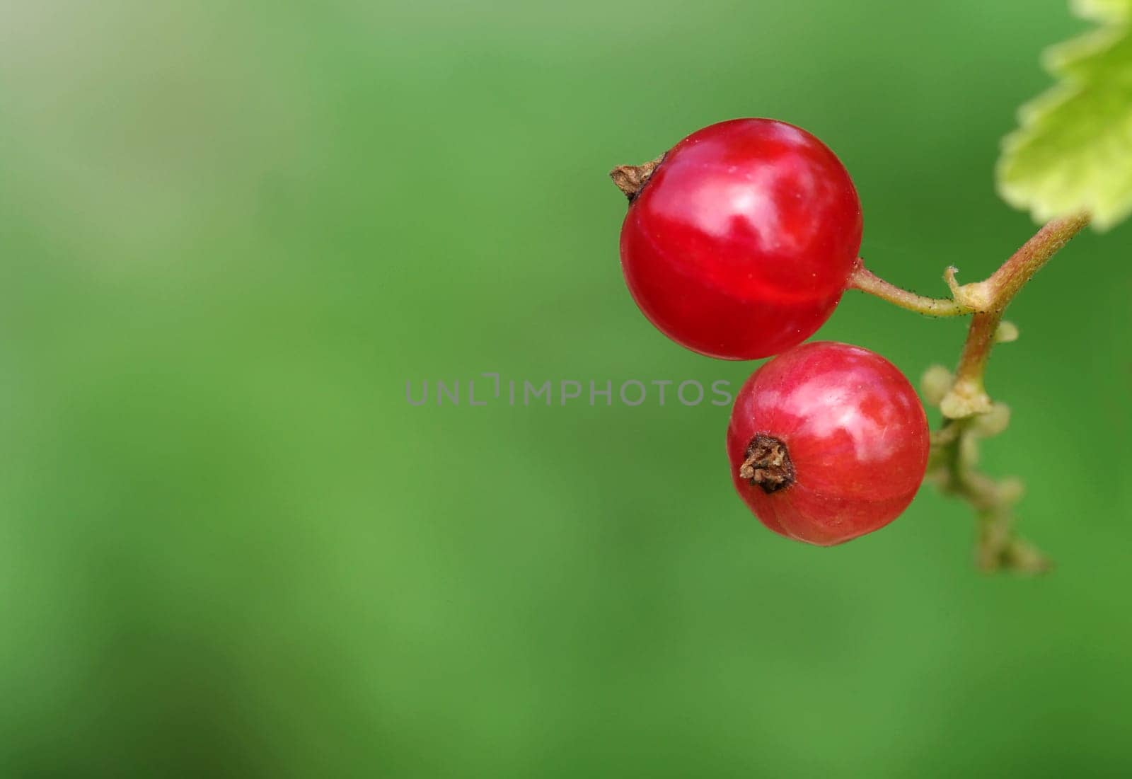 Redcurrant -Ribes rubrum - Grossulariaceae - Ribes