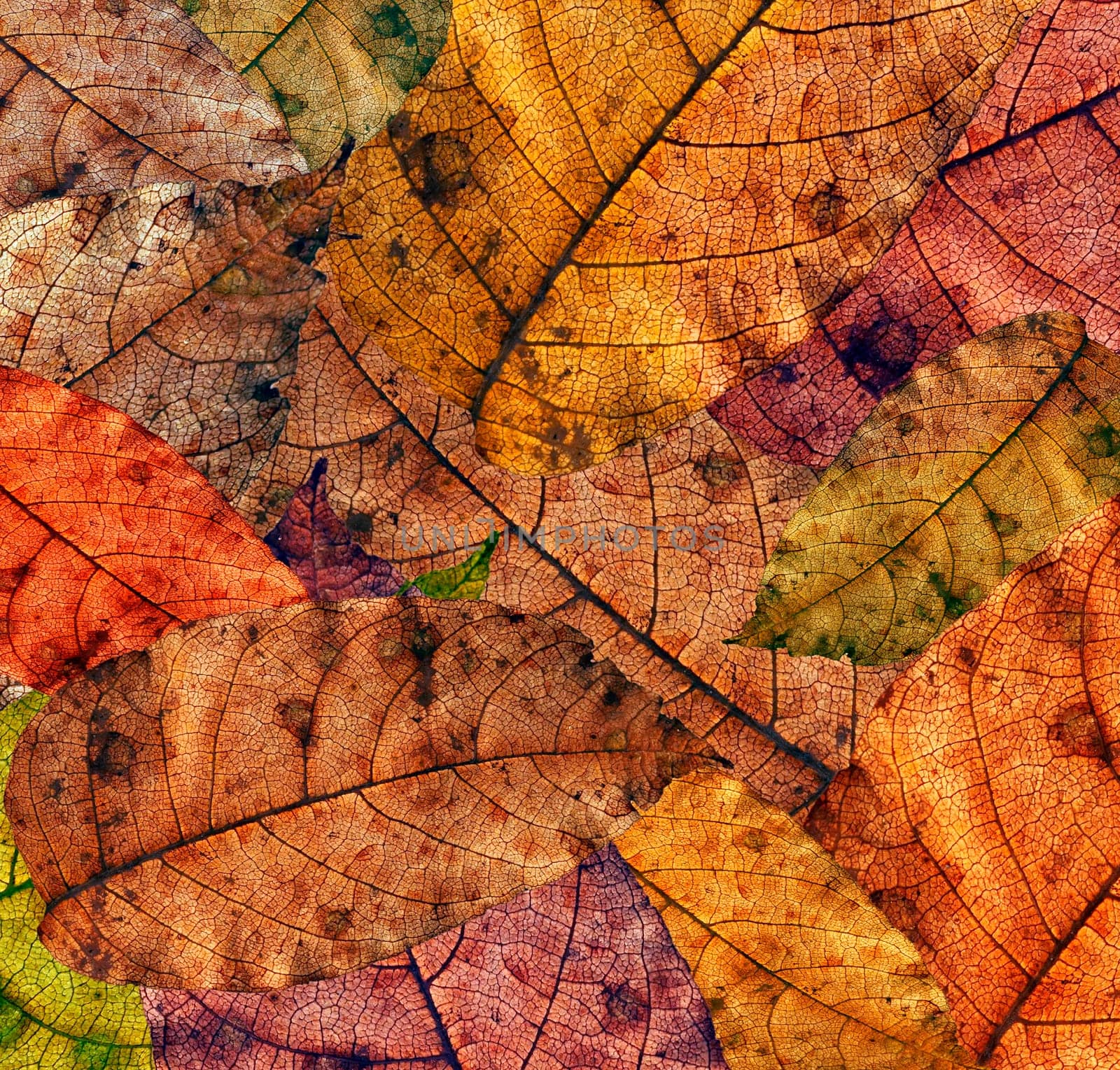 autumn leaves