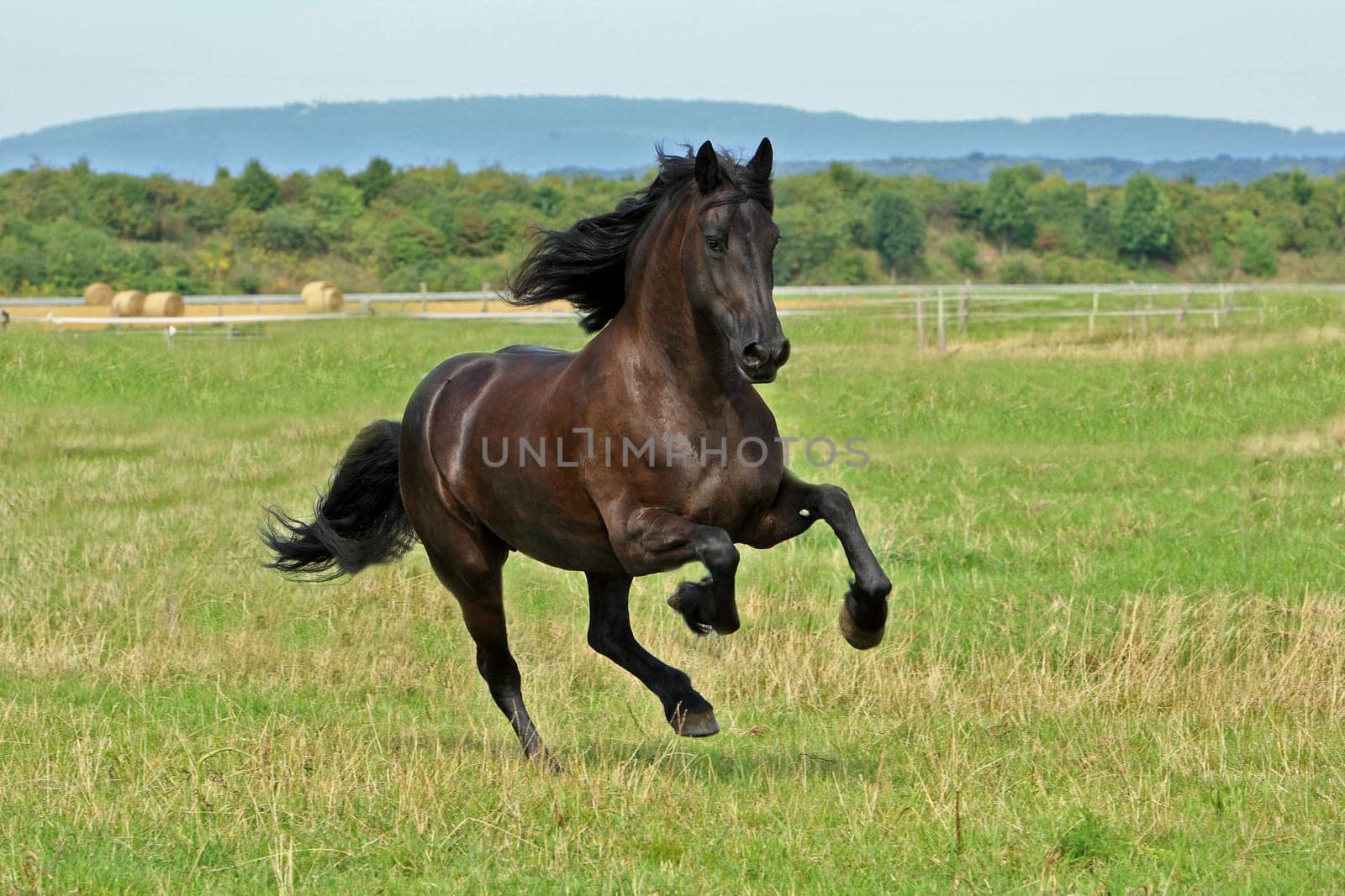 Frisian