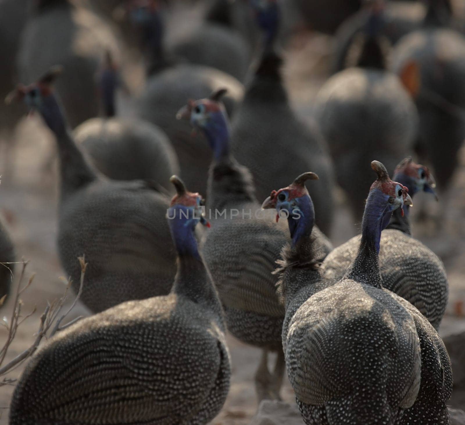 Helmeted guinea fowl (Numida meleagris) in Etosha National Park,Namibia