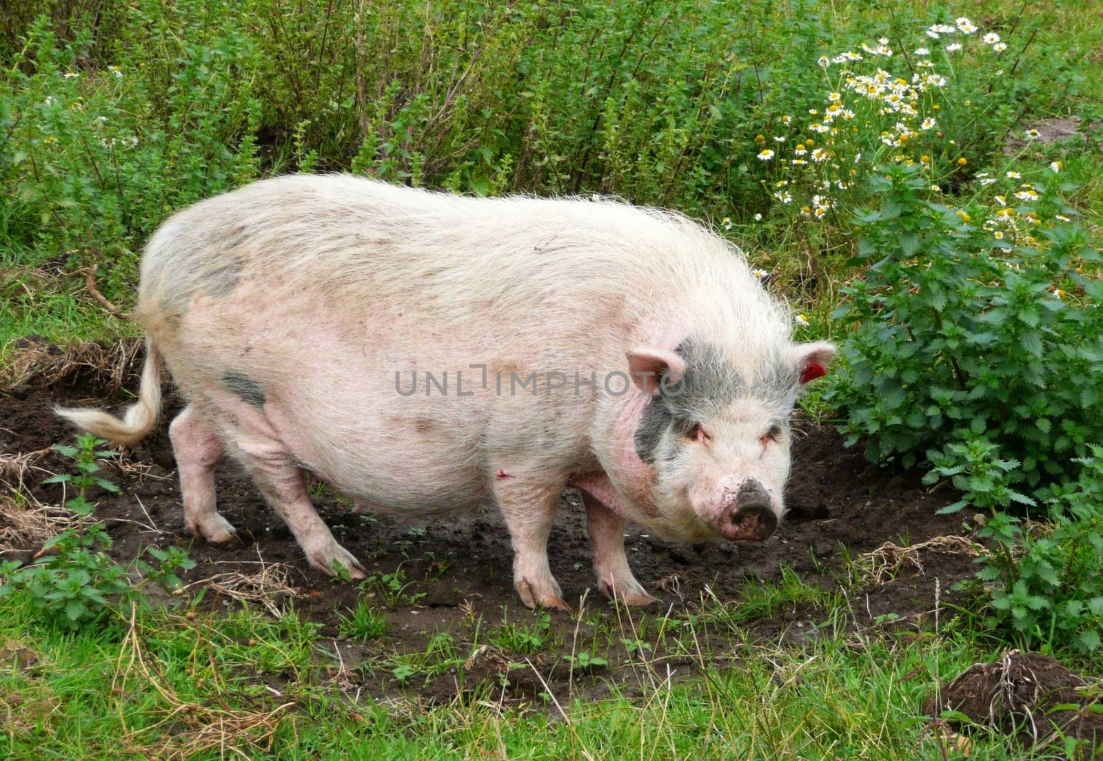 Pig