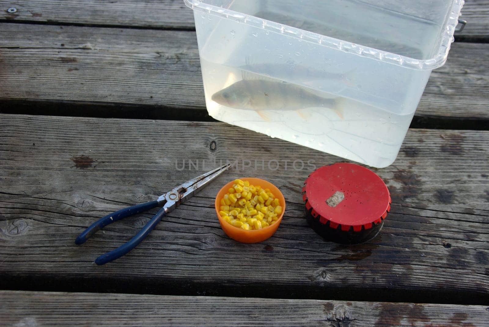 Big Baitfish