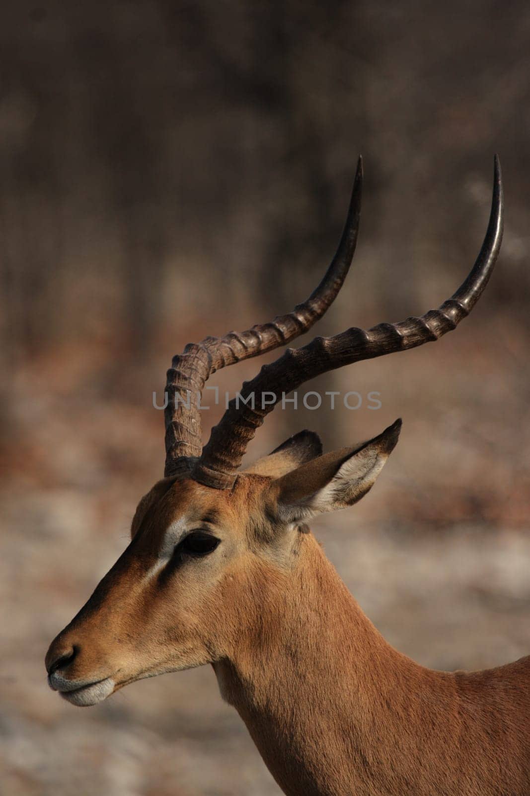 Portrait of a black-nosed impala (Aepyceros melampus petersi) in Etosha National Park,Namibia