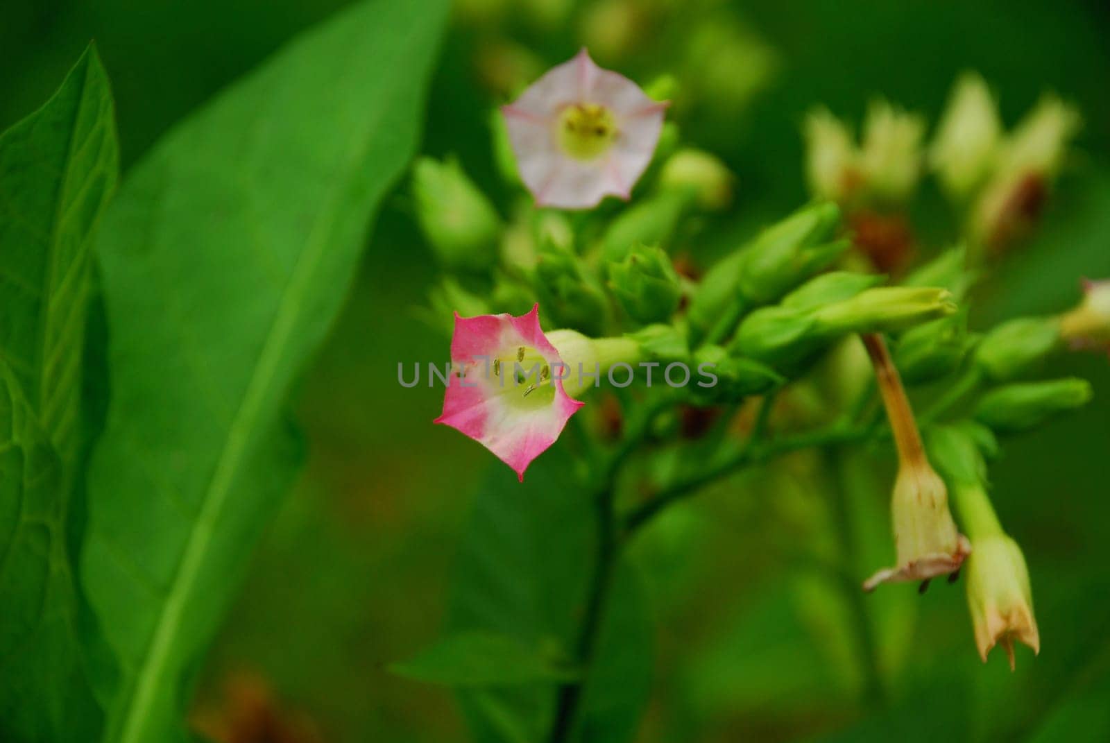 tobacco plant