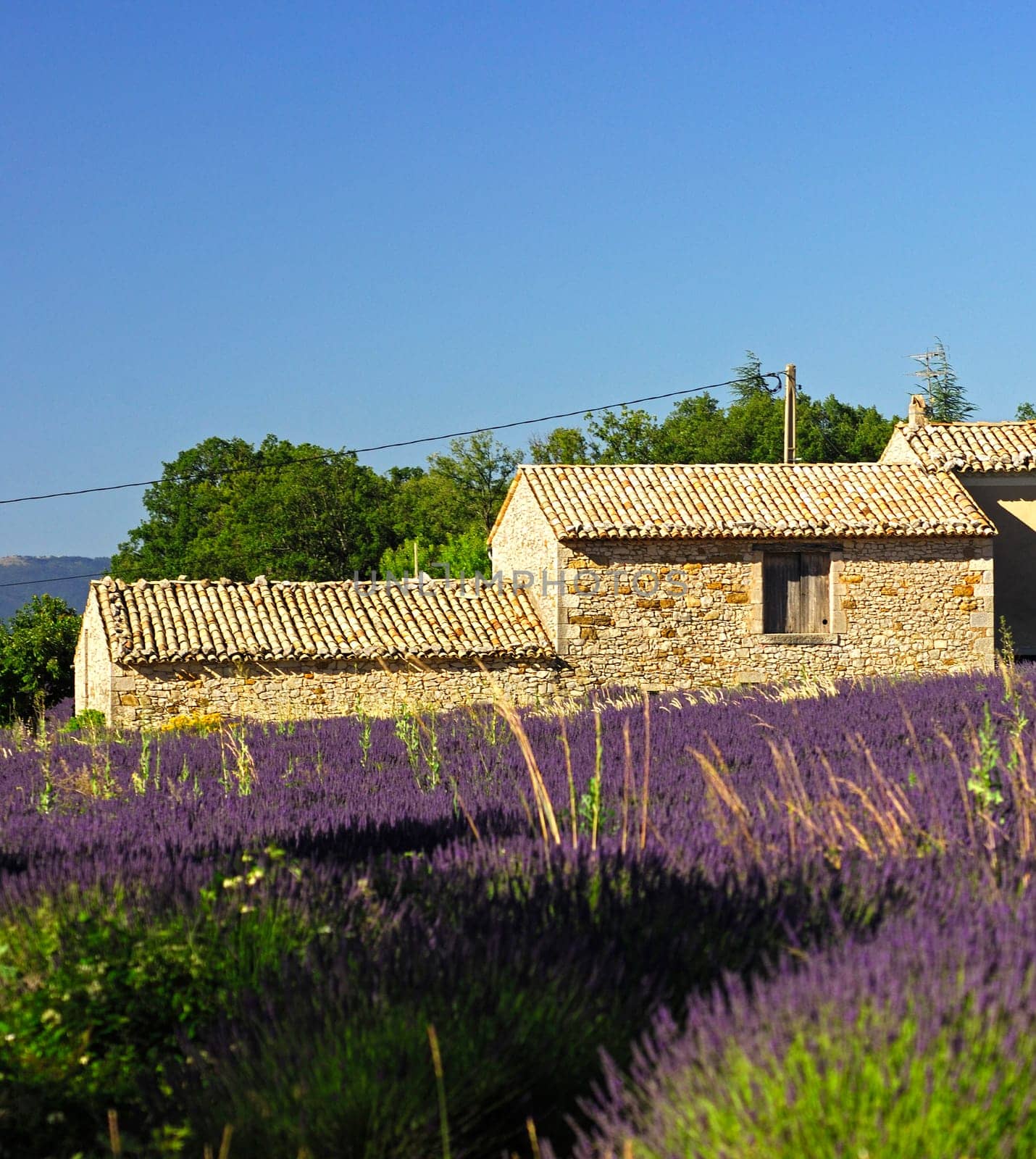 Provence house on a field with blooming lavender near Montsalier,Provence,Fra