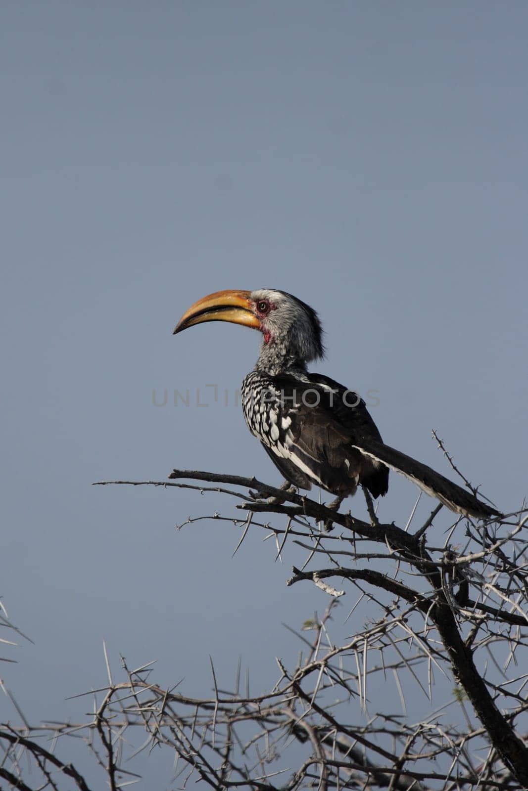 Yellow-billed toko (Tockus leucomelas)